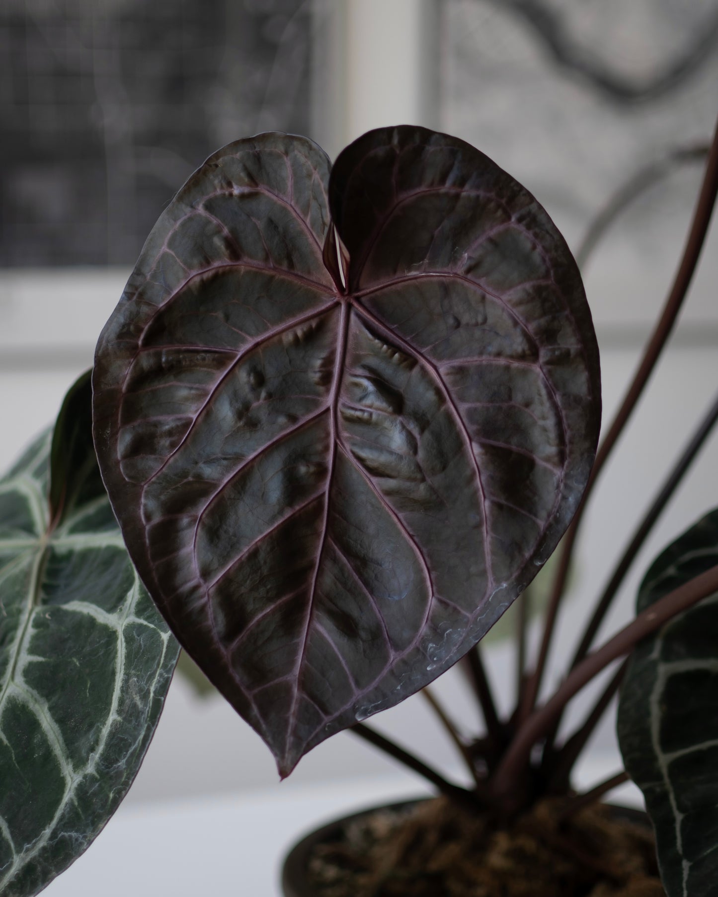 Tezula Anthurium Red Crystallinum X Anthurium Forgetii TWO-LEAF Seedlings
