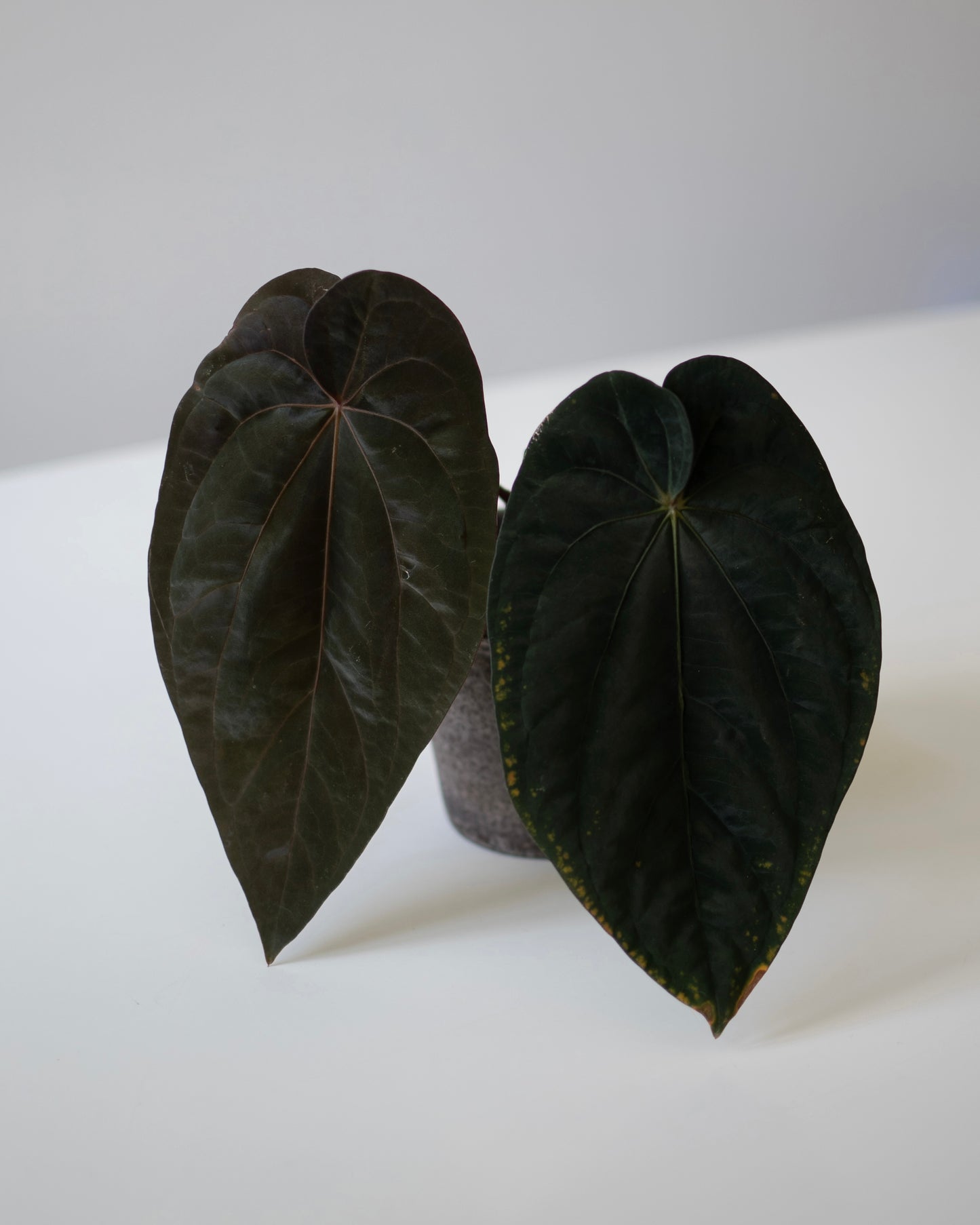 Tezula Anthurium Red Crystallinum X NSE Anthurium Dressleri Seedlings (3'' Pot Size)
