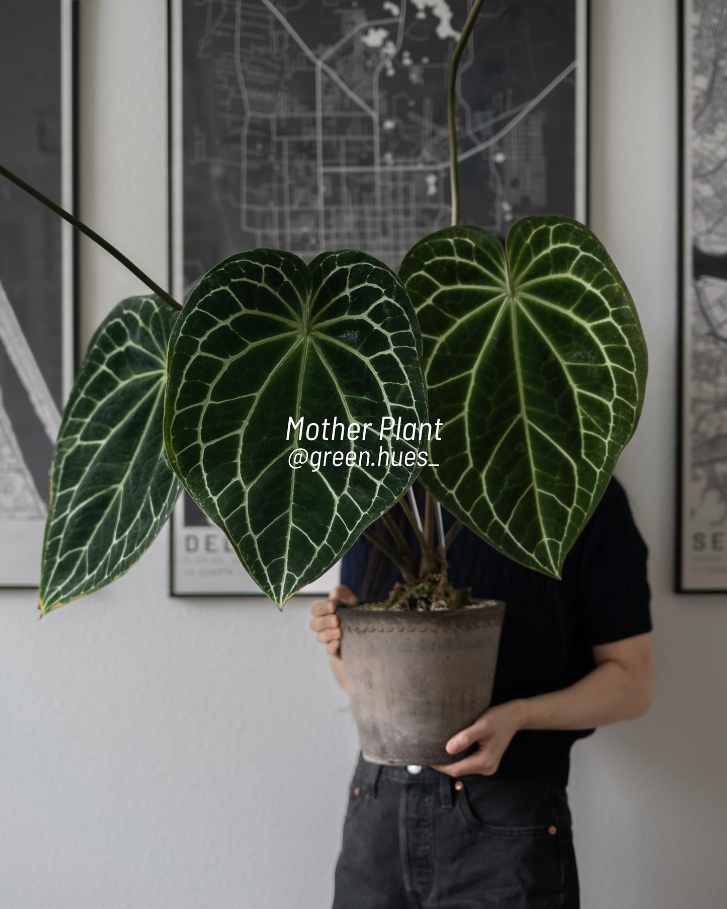 Anthurium (Carlablackiae X Anthurium Papillilaminum) F3 X Anthurium Crystallinum THREE-LEAF Seedlings