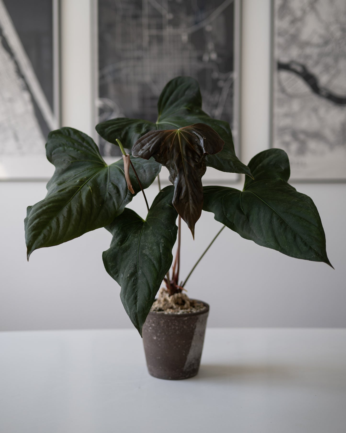 NSE Anthurium carlablackiae X Anthurium sp. nov DF THREE-LEAF Seedlings