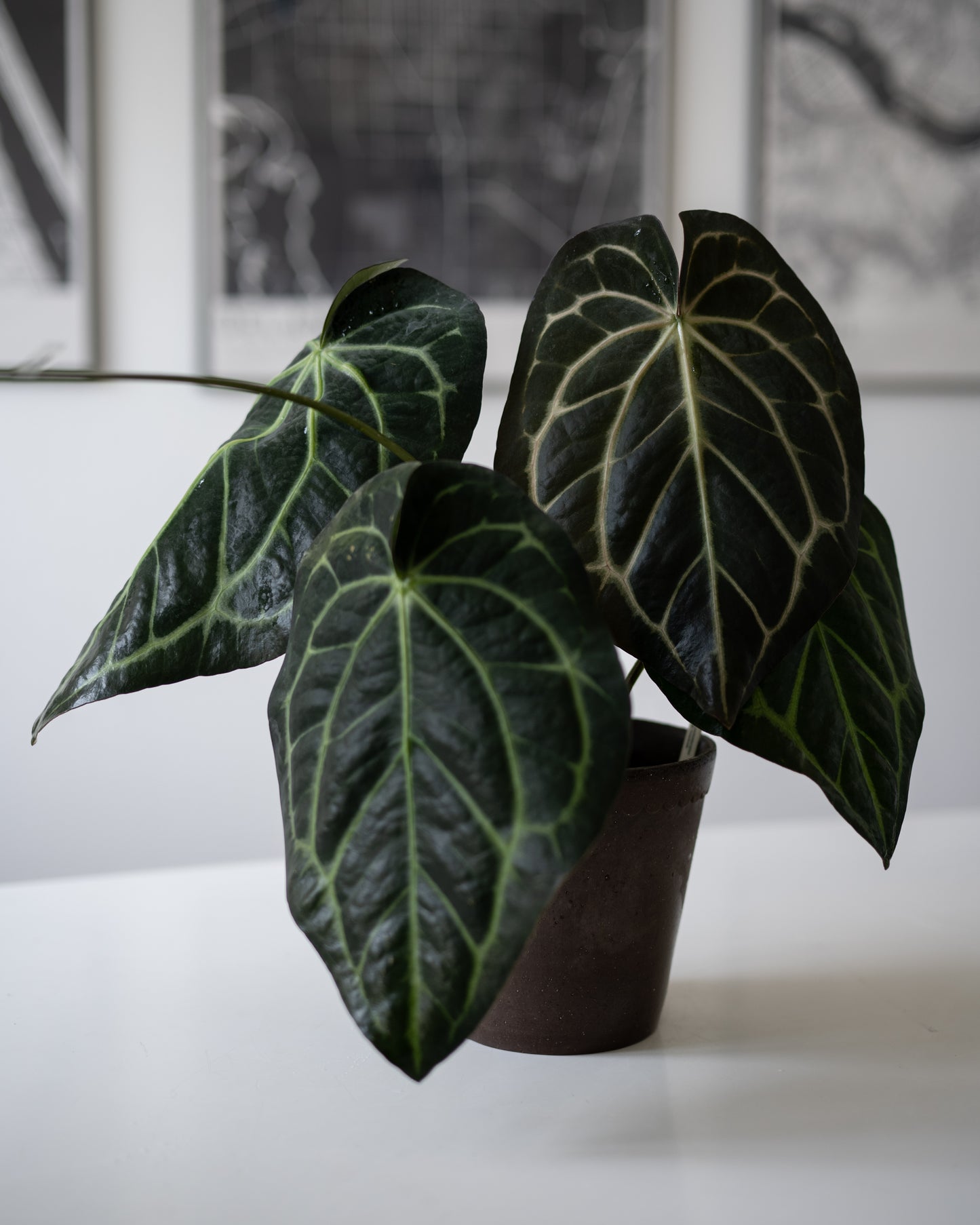 NSE Anthurium Carlablackiae X Tezula Anthurium Red Crystallinum Seedlings (3'' Pot Size)