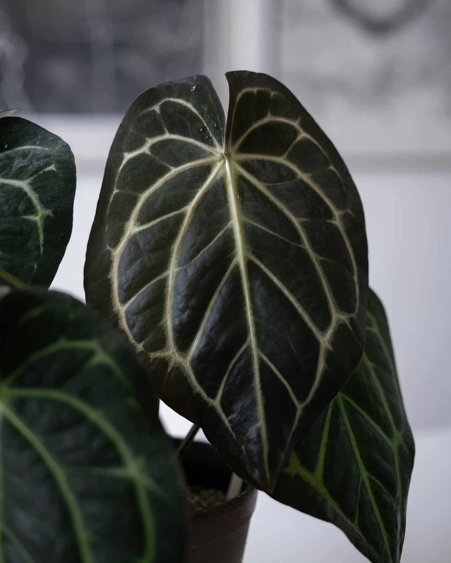 NSE Anthurium Carlablackiae X Tezula Anthurium Red Crystallinum Seedlings (3'' Pot Size)