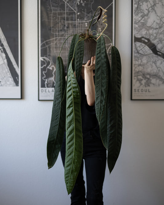 *UNGERMINATED SEEDS* Anthurium Wendlingeri X Self