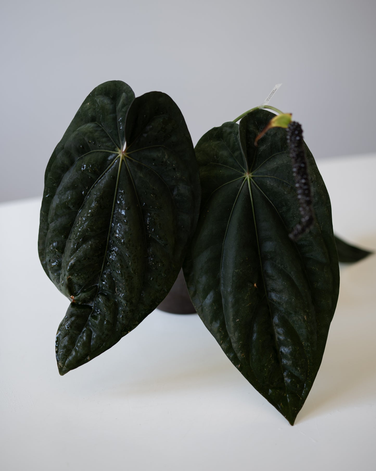 NSE Anthurium carlablackiae X NSE Anthurium dressleri ONE-LEAF Seedlings
