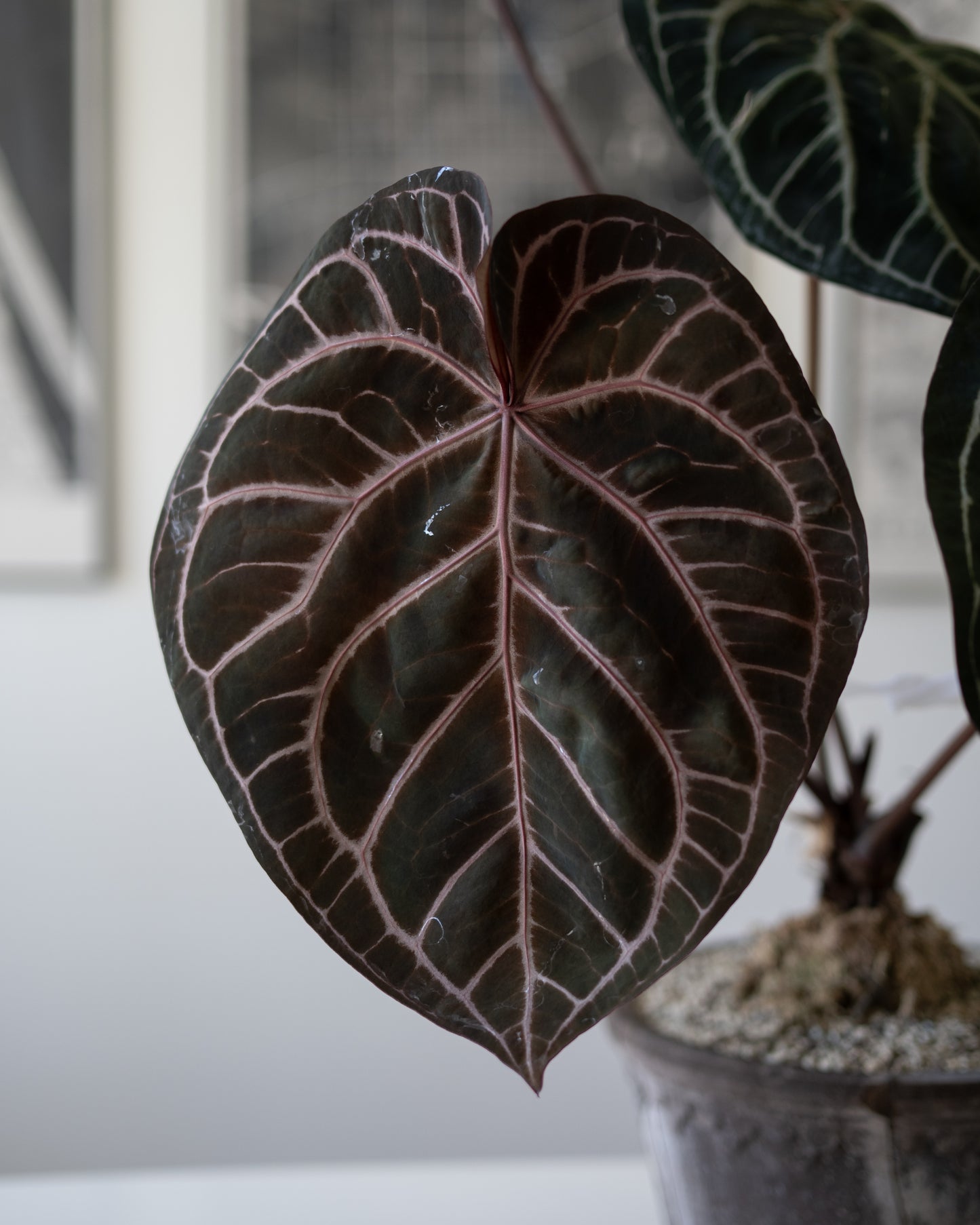 Tezula Anthurium Red Crystallinum X Anthurium Forgetii TWO-LEAF Seedlings