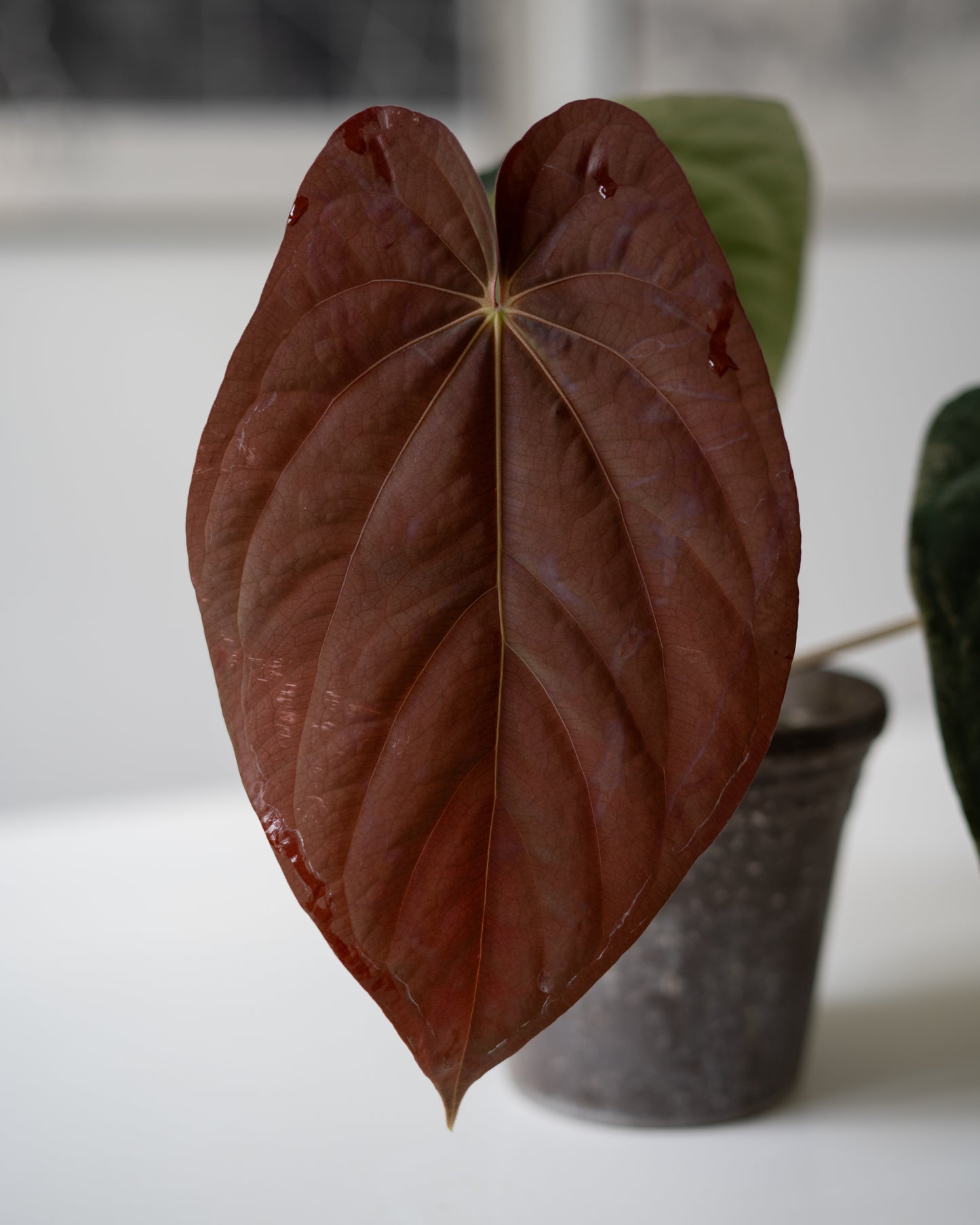 SC Anthurium Antolakii X NSE Anthurium Dressleri Seedlings (3'' Pot Size)