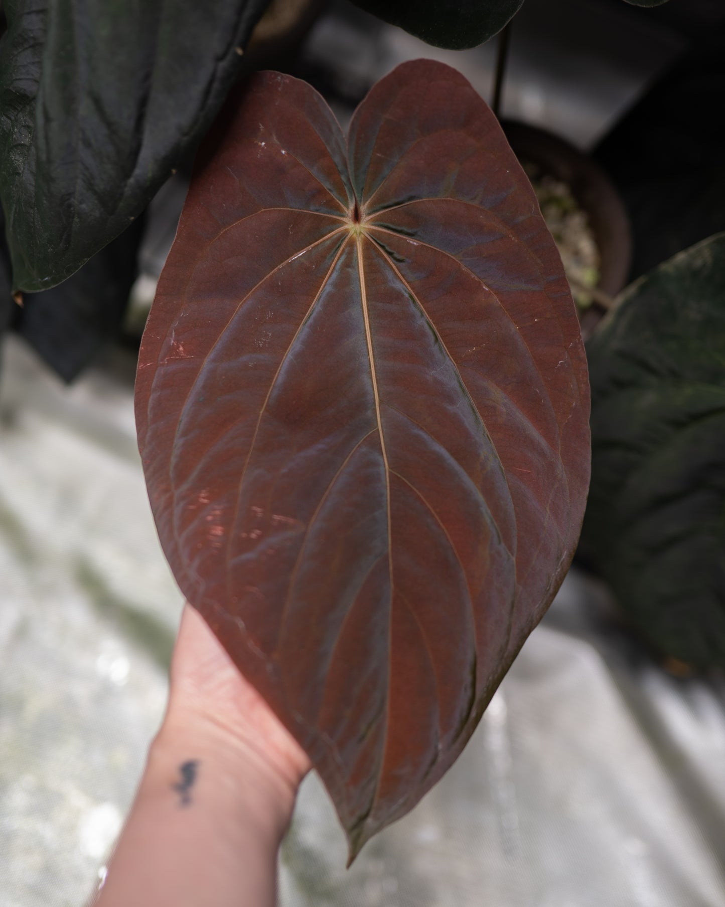 SC Anthurium Antolakii X NSE Anthurium Dressleri Seedlings (3'' Pot Size)