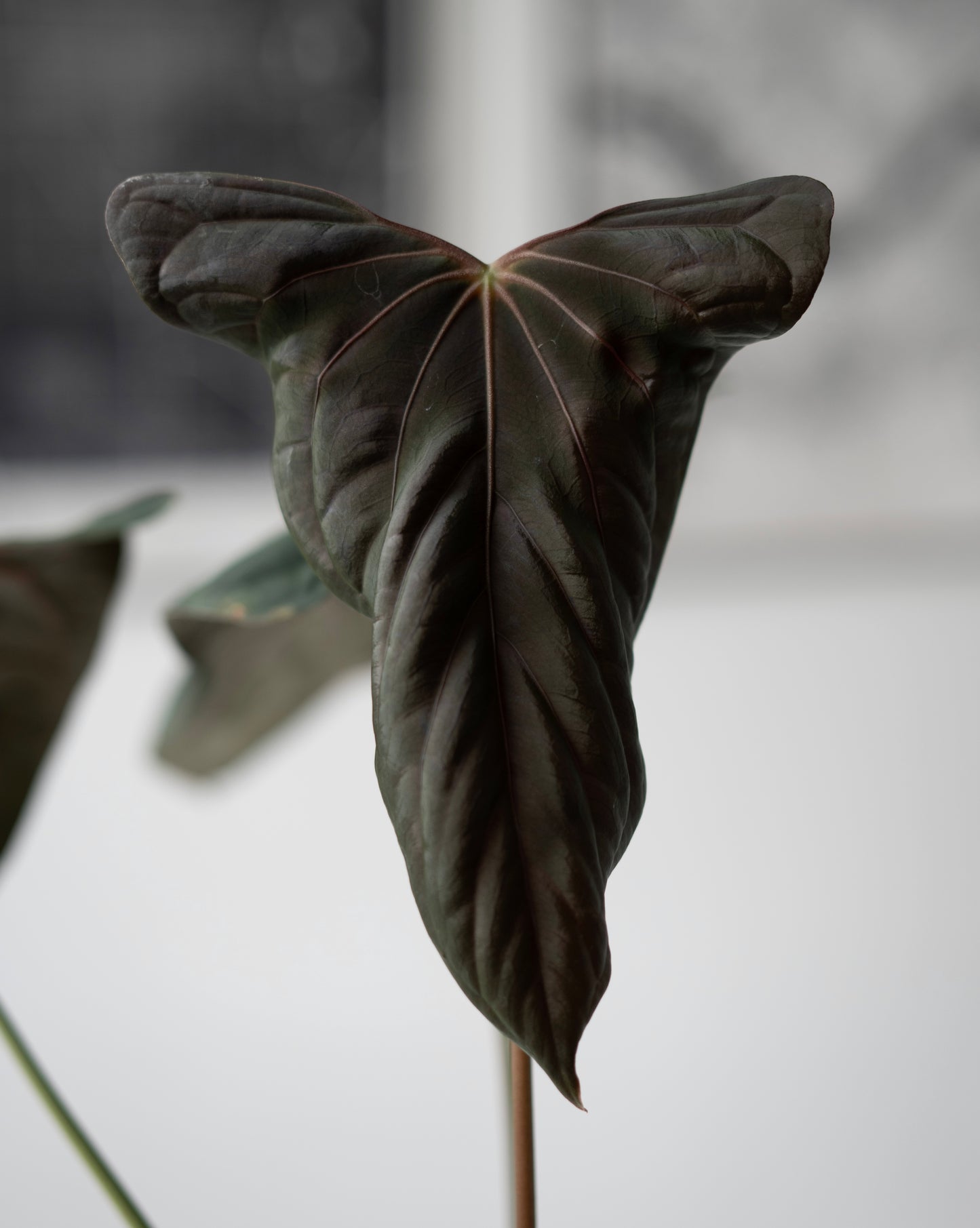 NSE Anthurium Dressleri X (Jay Vannini Anthurium Papillilaminum 'Fort Sherman' X 'Ralph Lynam') THREE-LEAF Seedlings