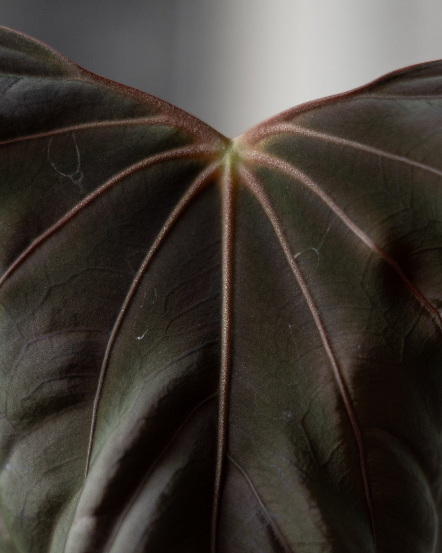 NSE Anthurium Dressleri X (Jay Vannini Anthurium Papillilaminum 'Fort Sherman' X 'Ralph Lynam') THREE-LEAF Seedlings