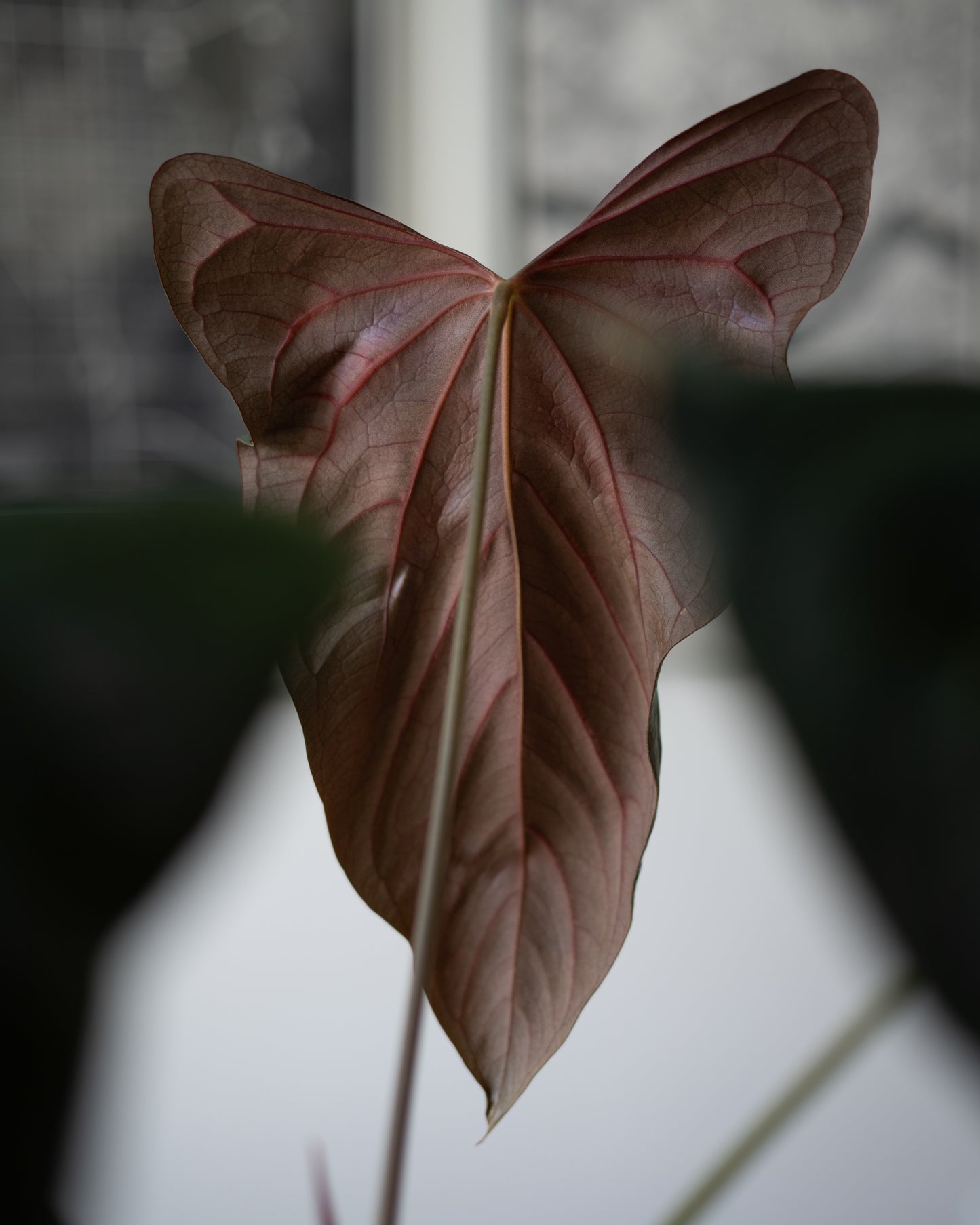 NSE Anthurium Dressleri X (Jay Vannini Anthurium Papillilaminum 'Fort Sherman' X 'Ralph Lynam') THREE-LEAF Seedlings