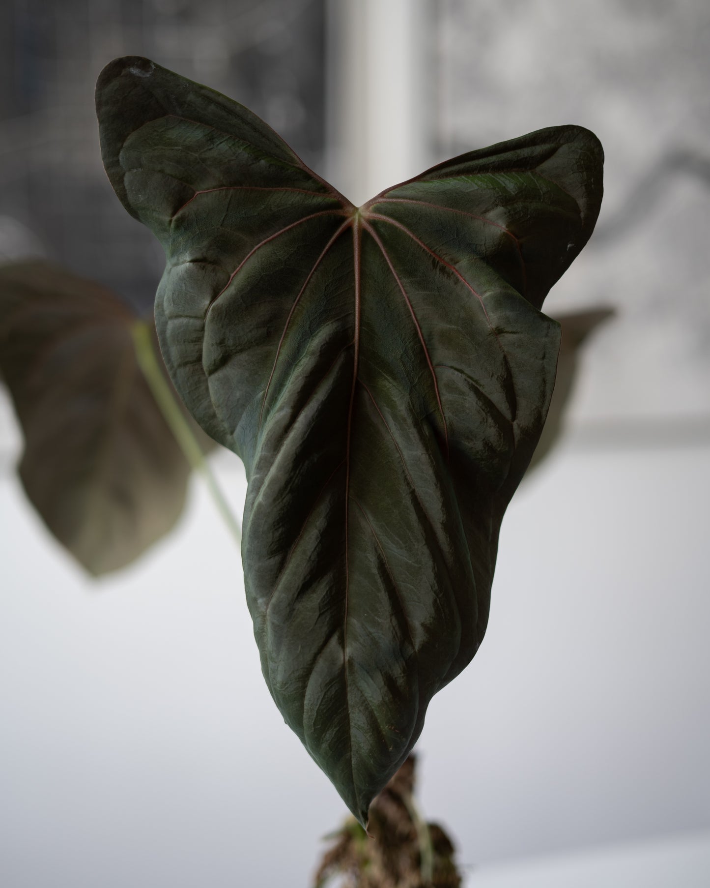 NSE Anthurium Dressleri X (Jay Vannini Anthurium Papillilaminum 'Fort Sherman' X 'Ralph Lynam') THREE-LEAF Seedlings