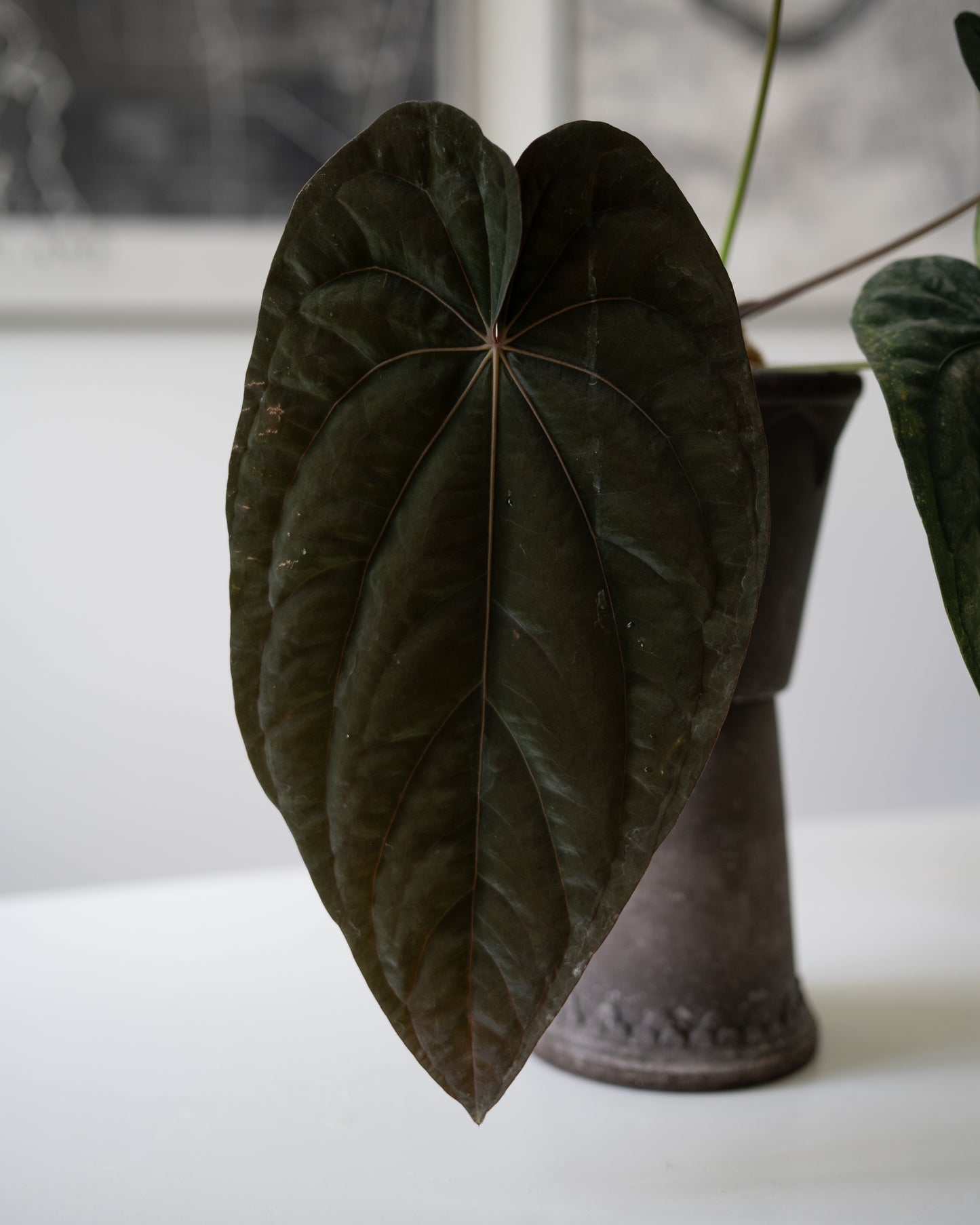 SC Anthurium Antolakii X NSE Anthurium Dressleri Seedlings (3'' Pot Size)