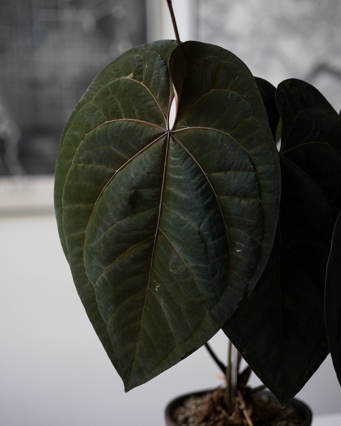 Tezula Anthurium Red Crystallinum X Tezula Anthurium Ace of Spades THREE-LEAF Seedlings