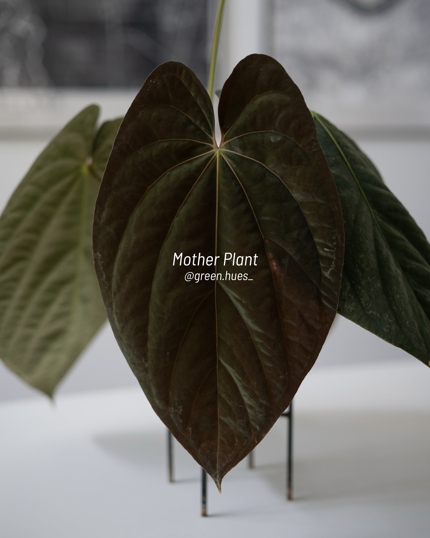 Tezula Anthurium Red Crystallinum X Scott Cohen Anthurium Antolakii (BVEP) Seedlings (3'' Pot Size)