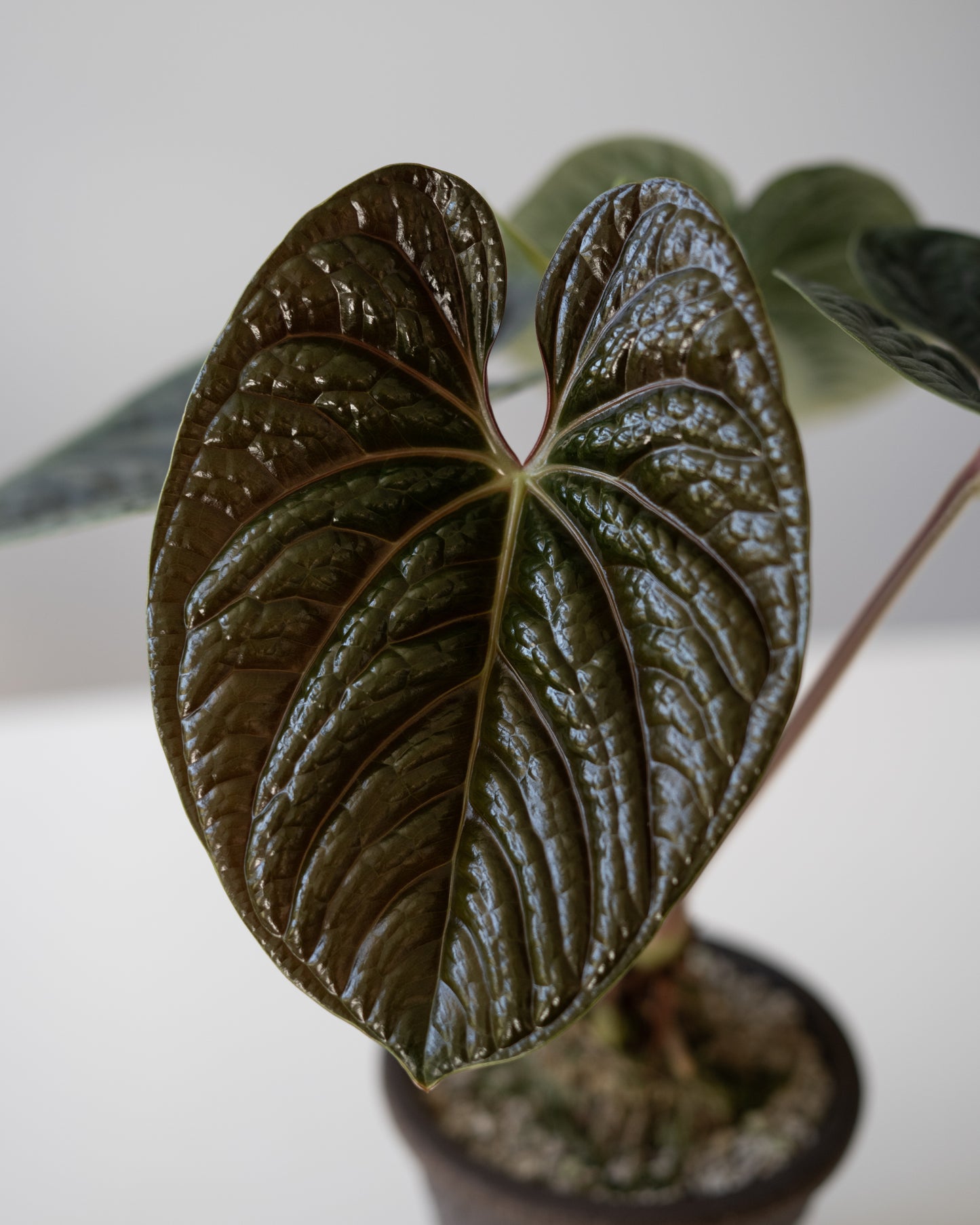 NSE Anthurium dressleri X Anthurium Luxurians ONE-LEAF Seedlings