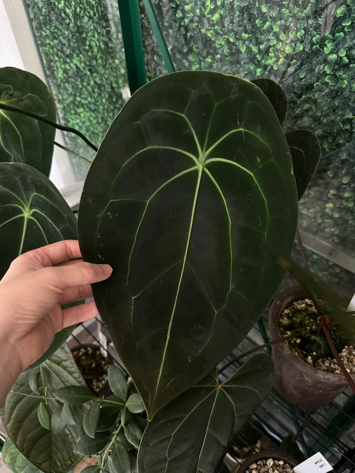Tezula Anthurium Red Crystallinum X Anthurium Forgetii ONE-LEAF Seedlings