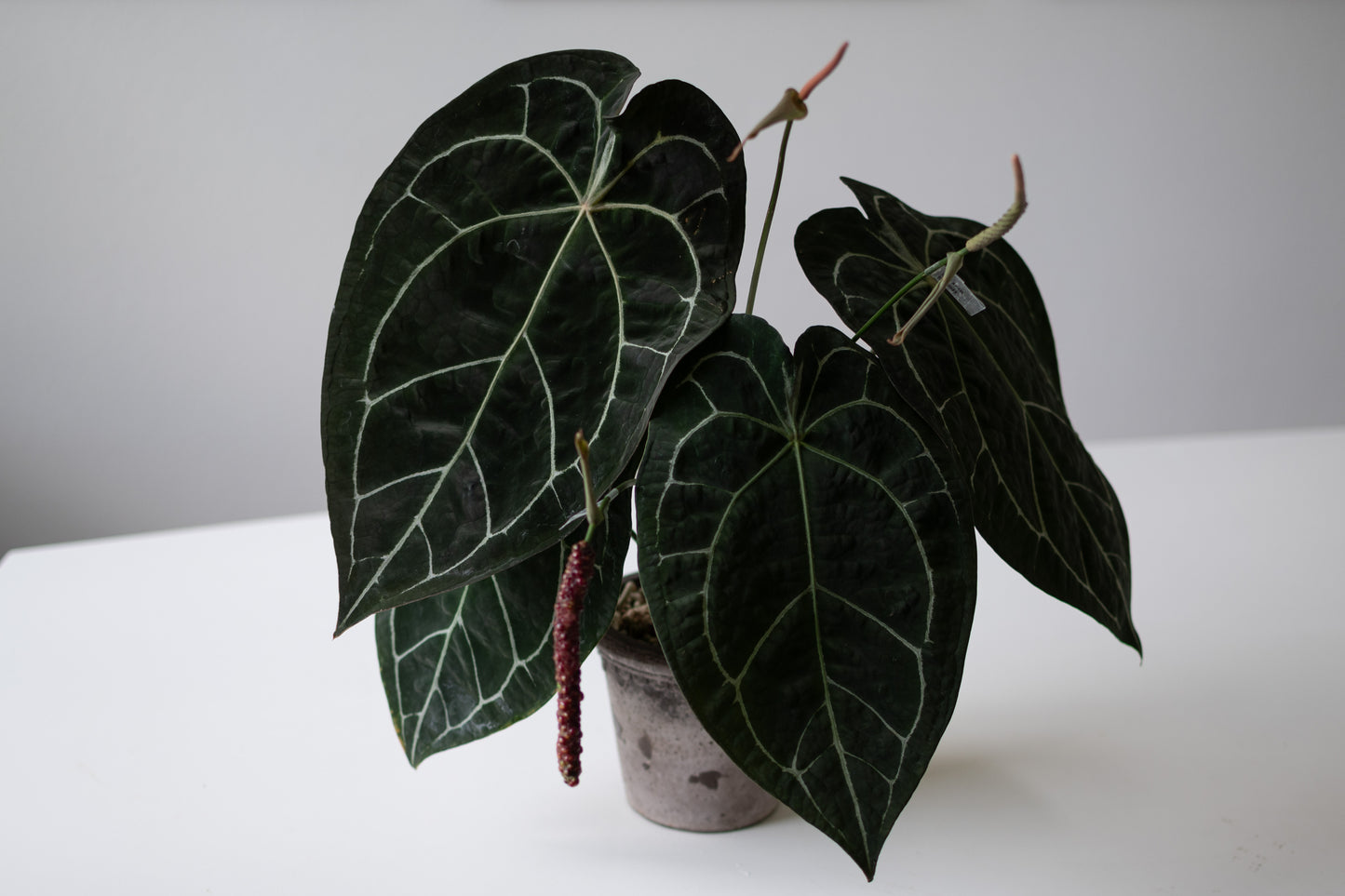 [GIVEAWAY] (Anthurium Doc Block F2 X Tezula Red Crystallinum) X (Anthurium SKG Silver X Tezula Anthurium Red Crystallinum)