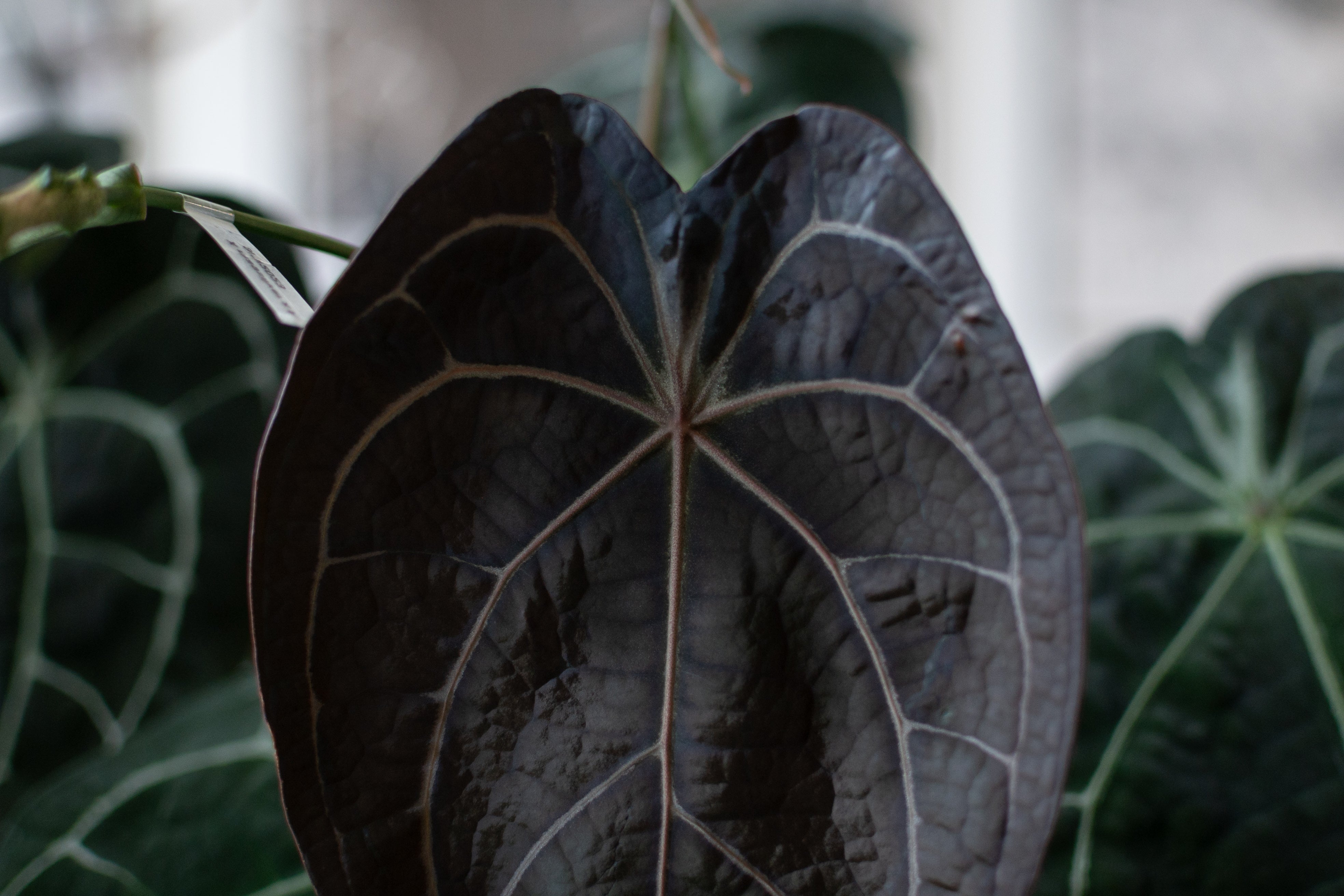 GIVEAWAY] (Anthurium Doc Block F2 X Tezula Red Crystallinum