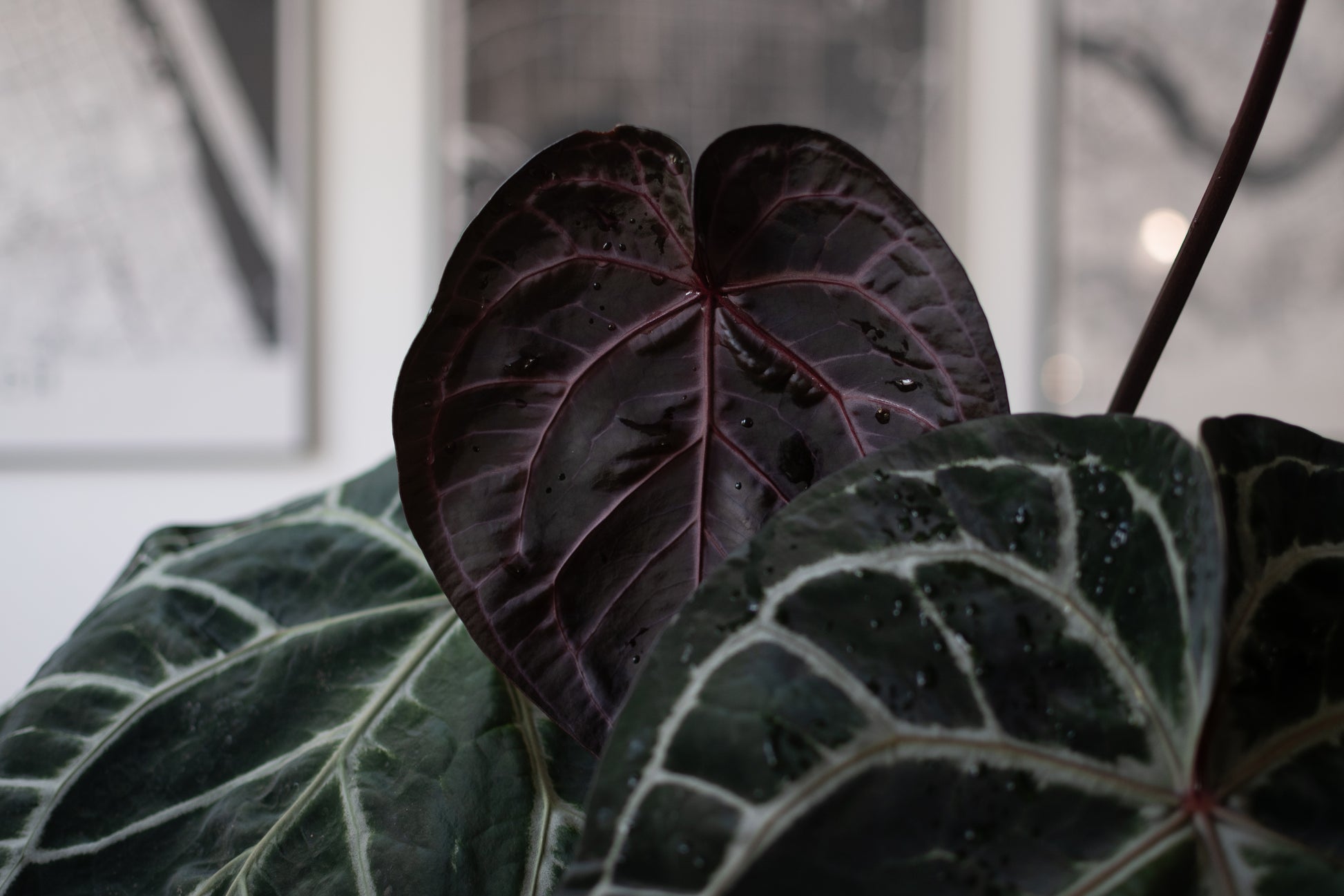 anthurium red crystallinum x forgetii Tezula Anthurium Red Crystallinum X Anthurium Forgetii Seedlings (3'' Size)