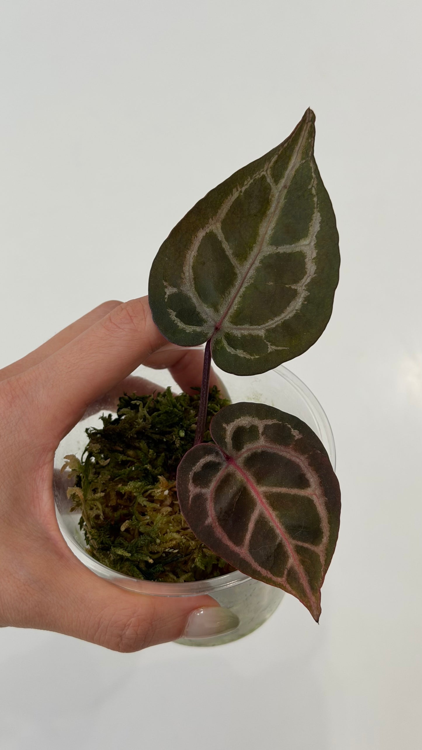 Tezula Anthurium Red Crystallinum X Self Seedling