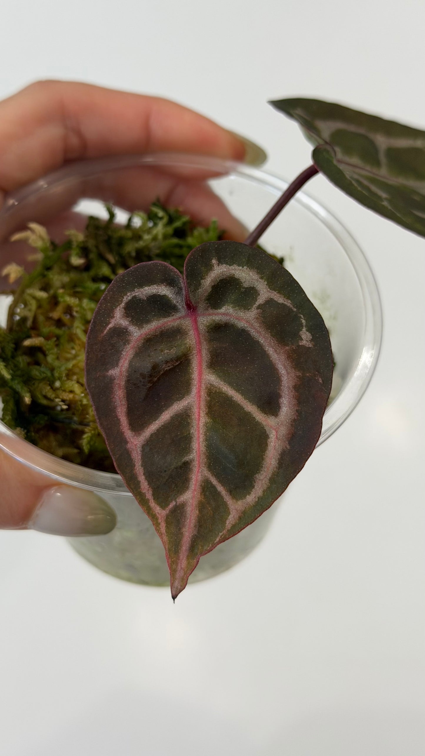 Tezula Anthurium Red Crystallinum X Self Seedling