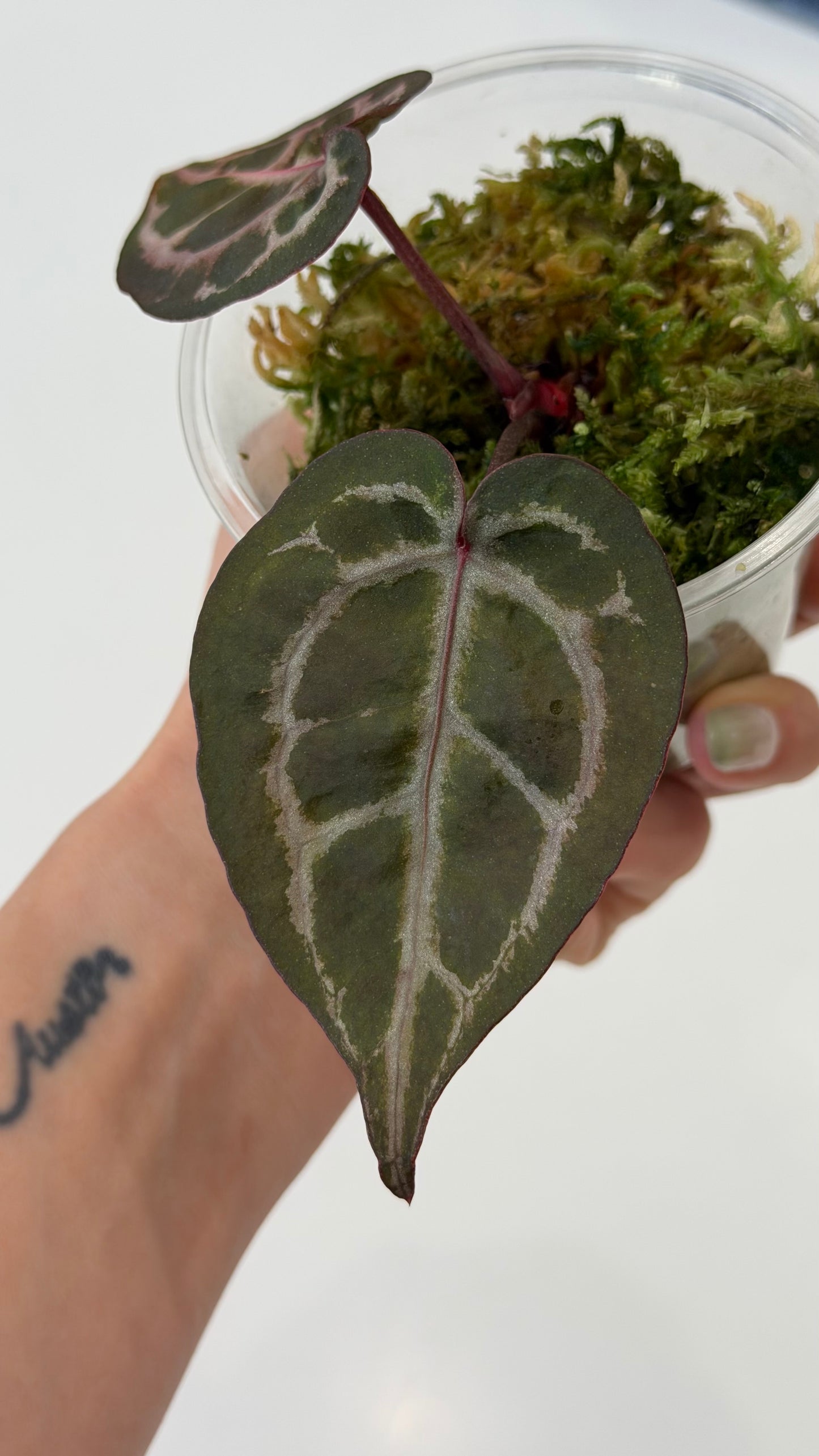 Tezula Anthurium Red Crystallinum X Self Seedling