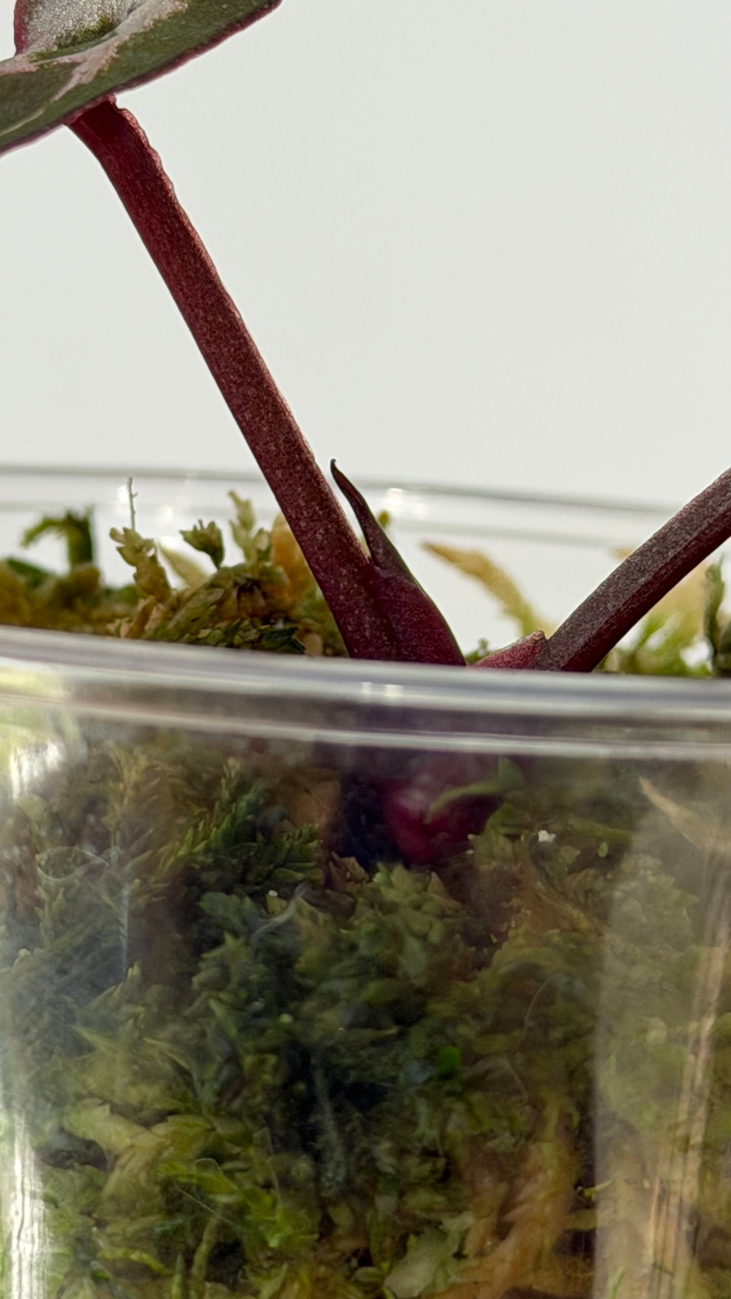 Tezula Anthurium Red Crystallinum X Self Seedling