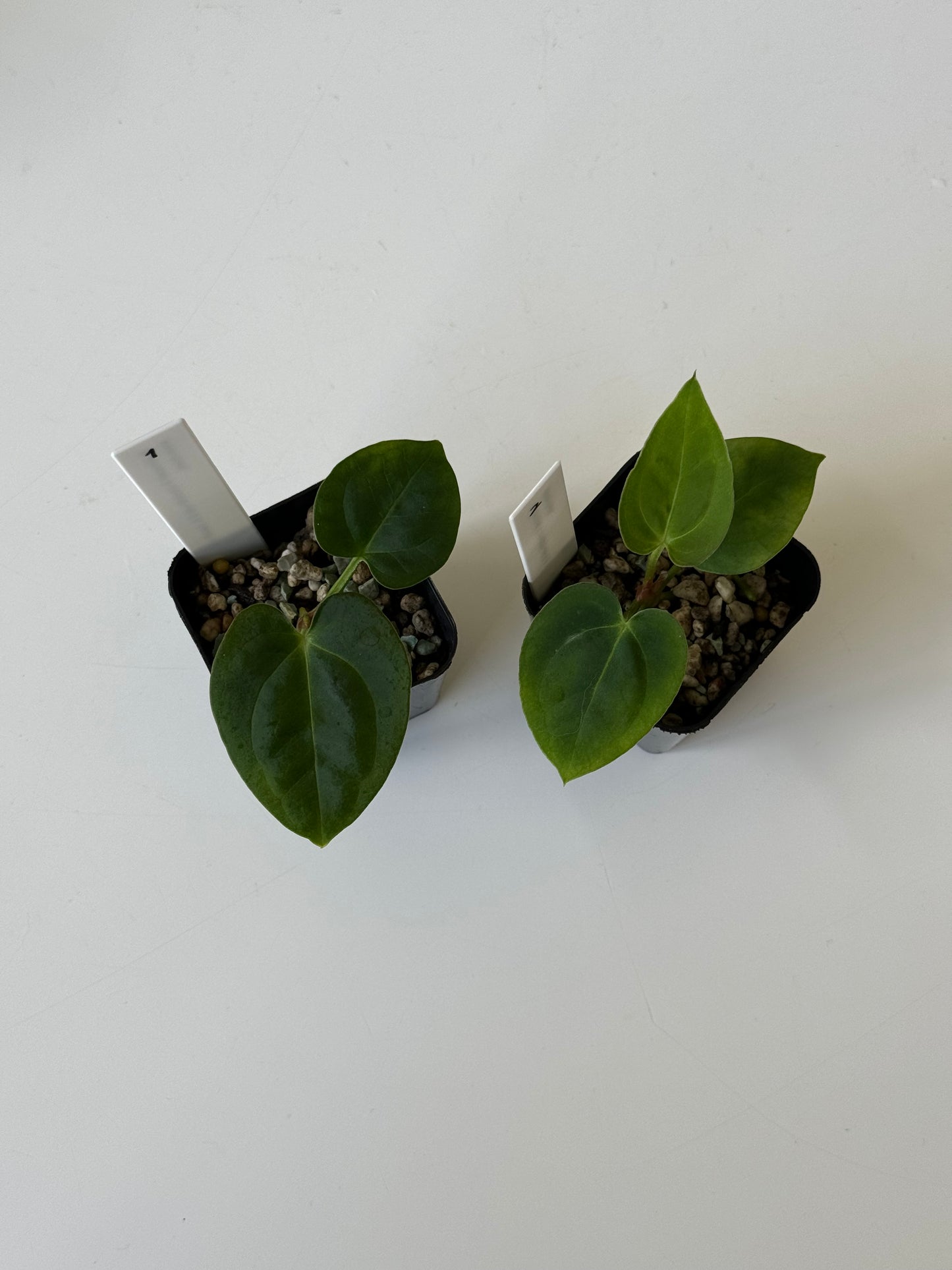 [GIVEAWAY] Anthurium (Dorayaki X Crystallinum) X PapiX Hybrid Seedlings