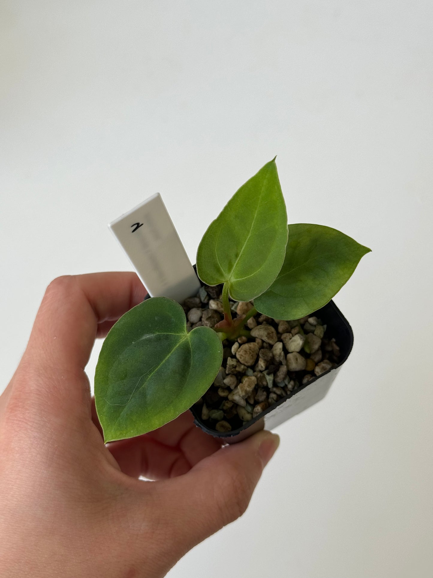 [GIVEAWAY] Anthurium (Dorayaki X Crystallinum) X PapiX Hybrid Seedlings