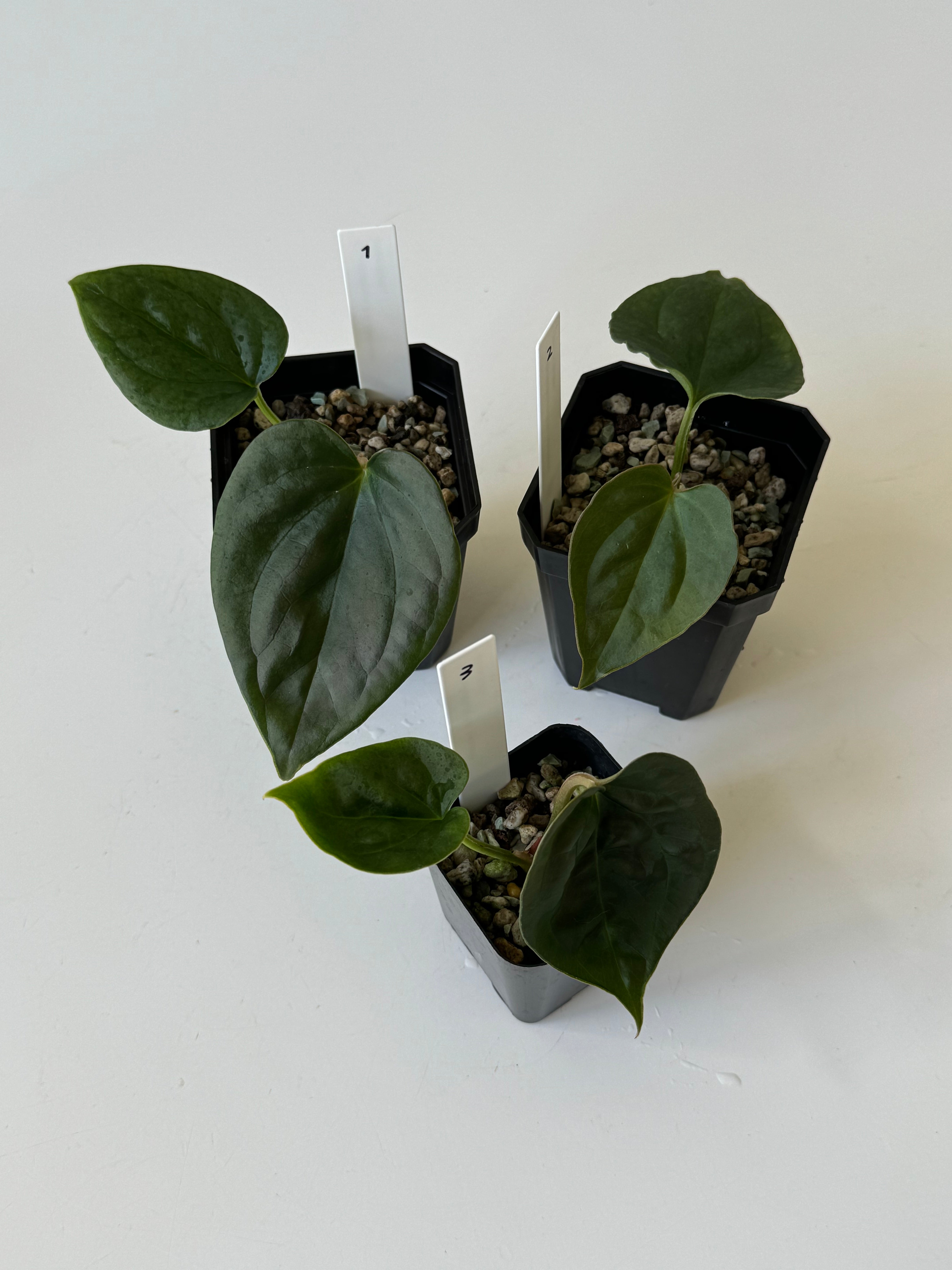 GIVEAWAY] Anthurium Crystallinum X Luxurians Seedlings – greenhues