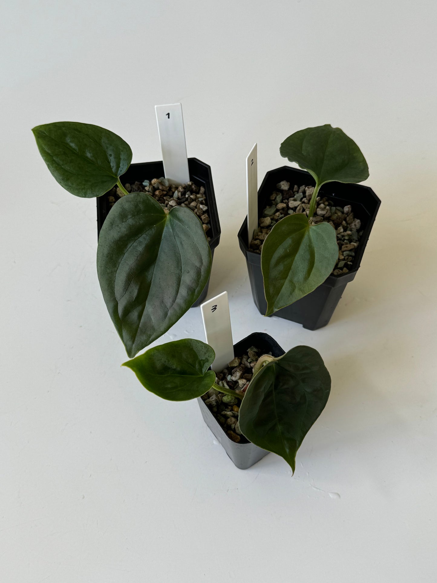 [GIVEAWAY] Anthurium Crystallinum X Luxurians Seedlings