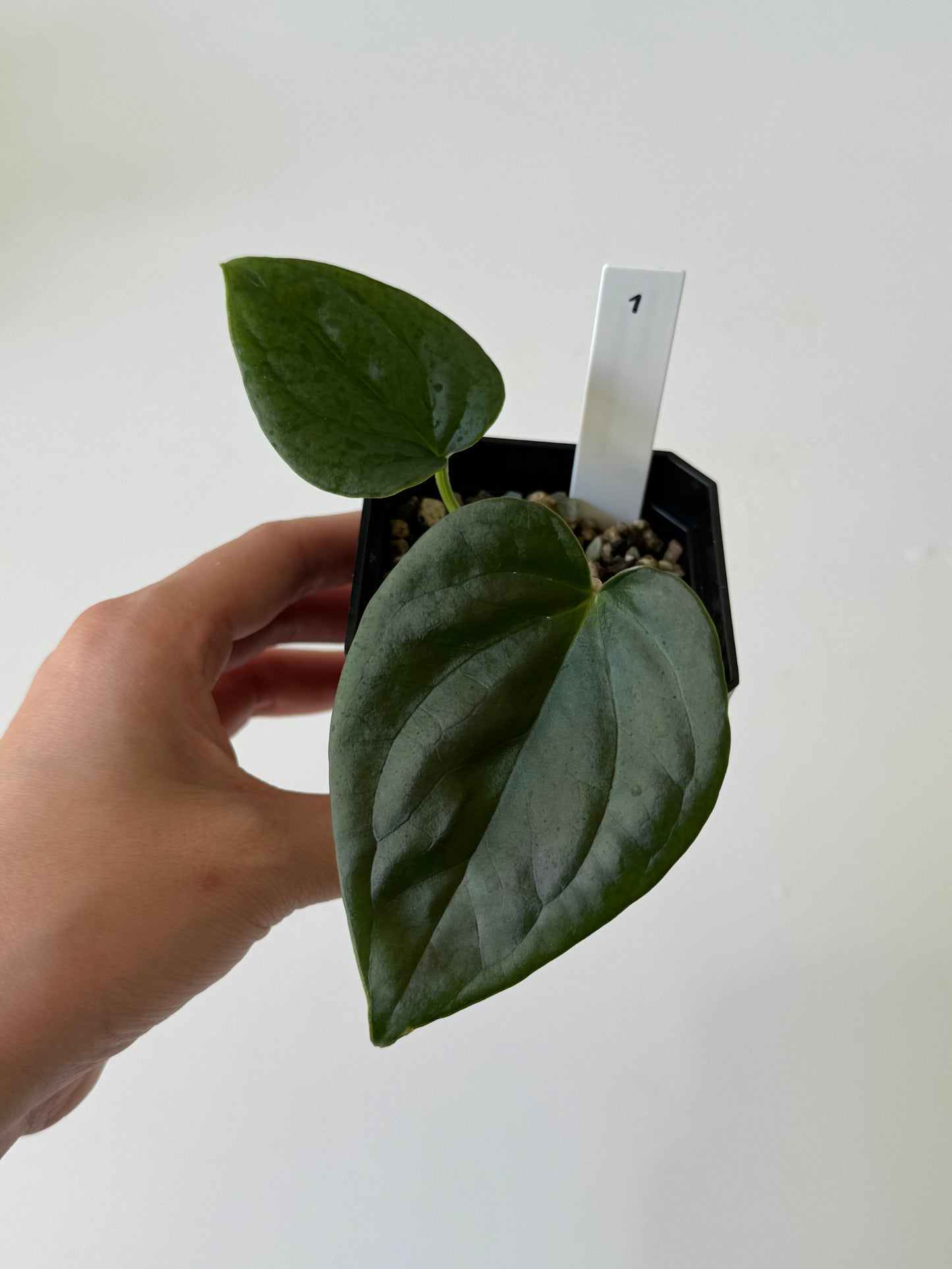 [GIVEAWAY] Anthurium Crystallinum X Luxurians Seedlings