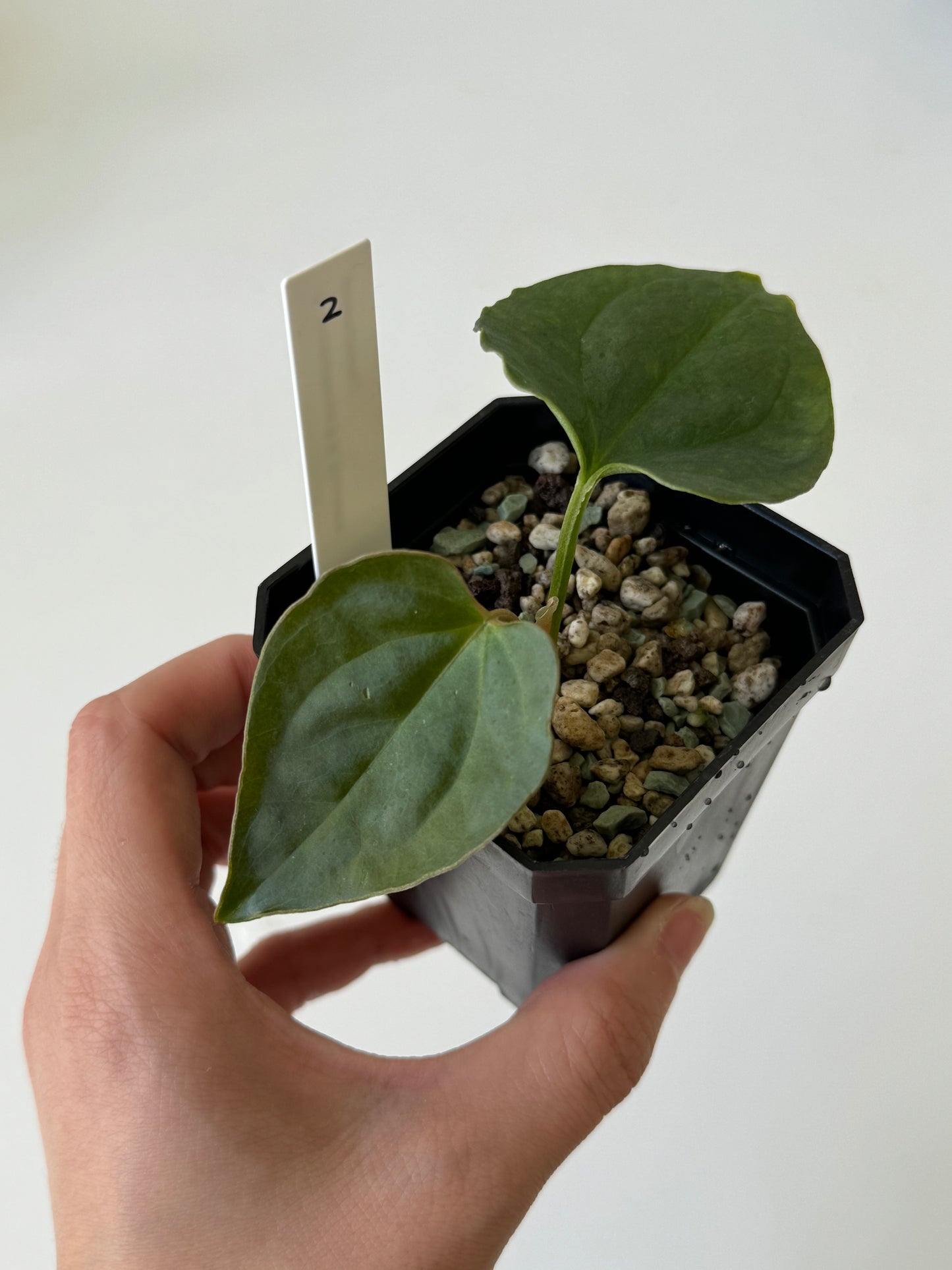 [GIVEAWAY] Anthurium Crystallinum X Luxurians Seedlings