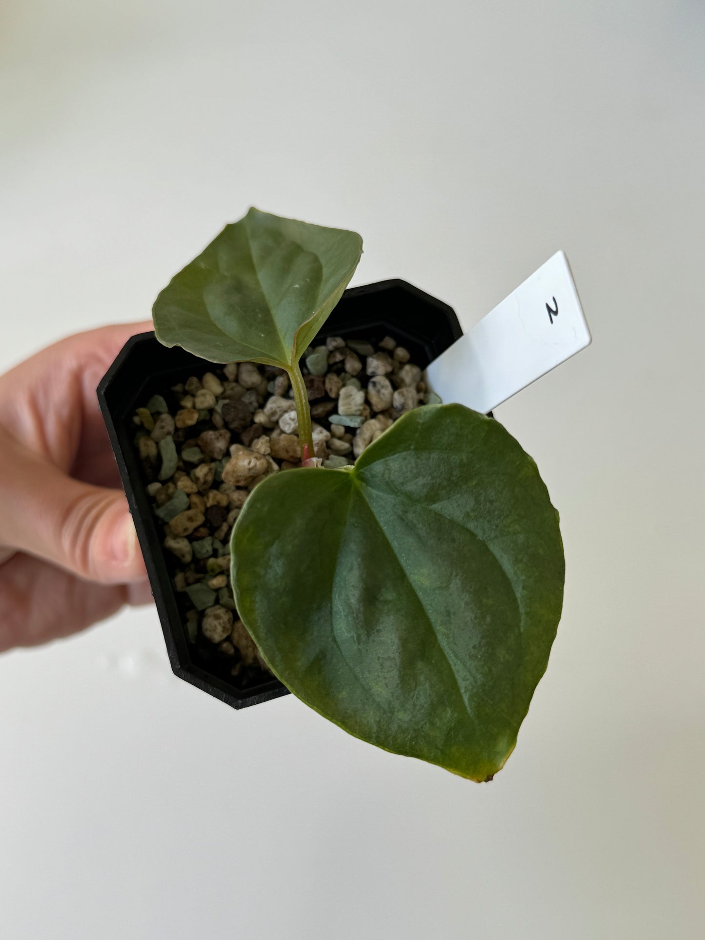 [GIVEAWAY] Anthurium Crystallinum X Luxurians Seedlings