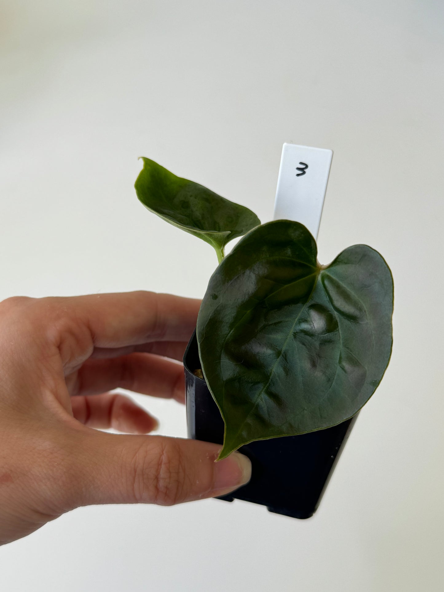 [GIVEAWAY] Anthurium Crystallinum X Luxurians Seedlings