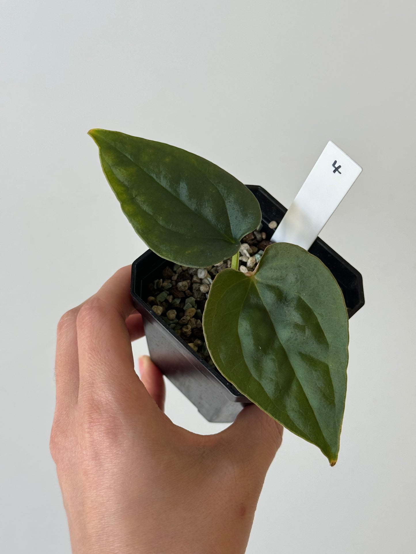 [GIVEAWAY] Anthurium Crystallinum X Luxurians Seedlings