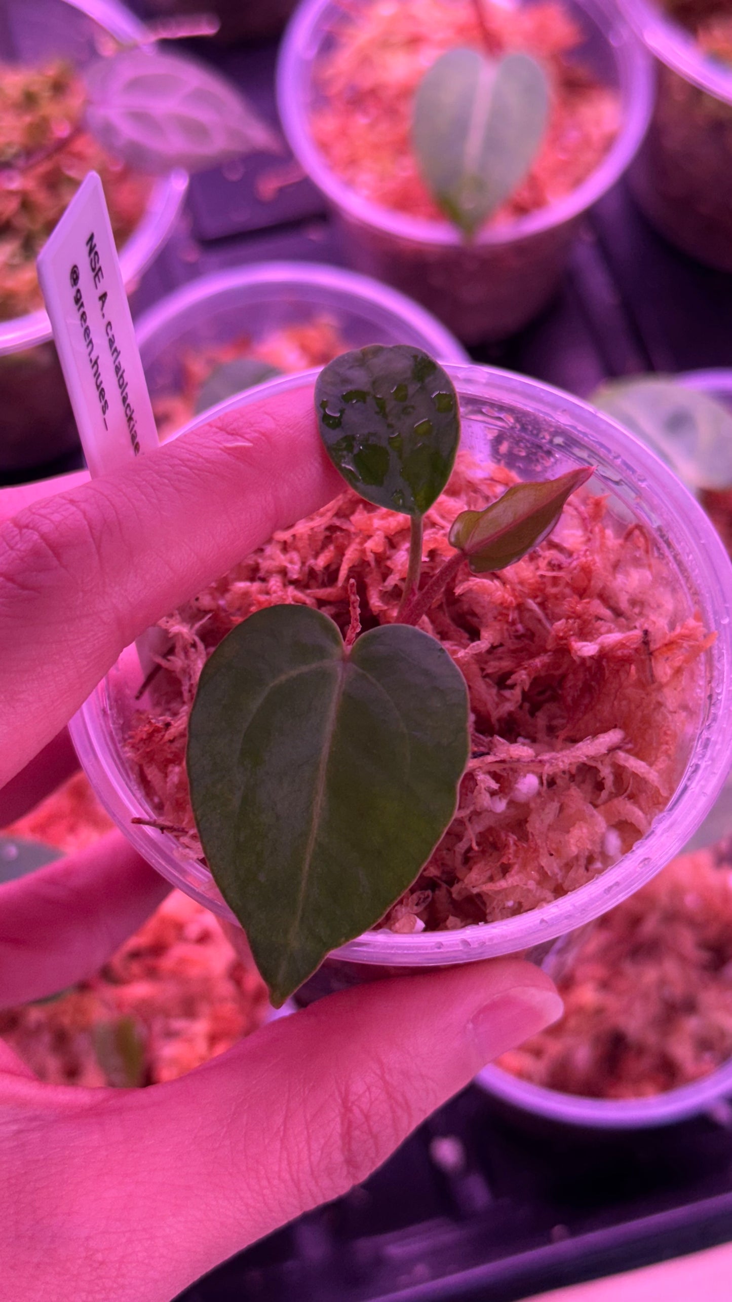 NSE Anthurium Carlablackiae X Tezula Anthurium Red Crystallinum Seedlings (3'' Pot Size)