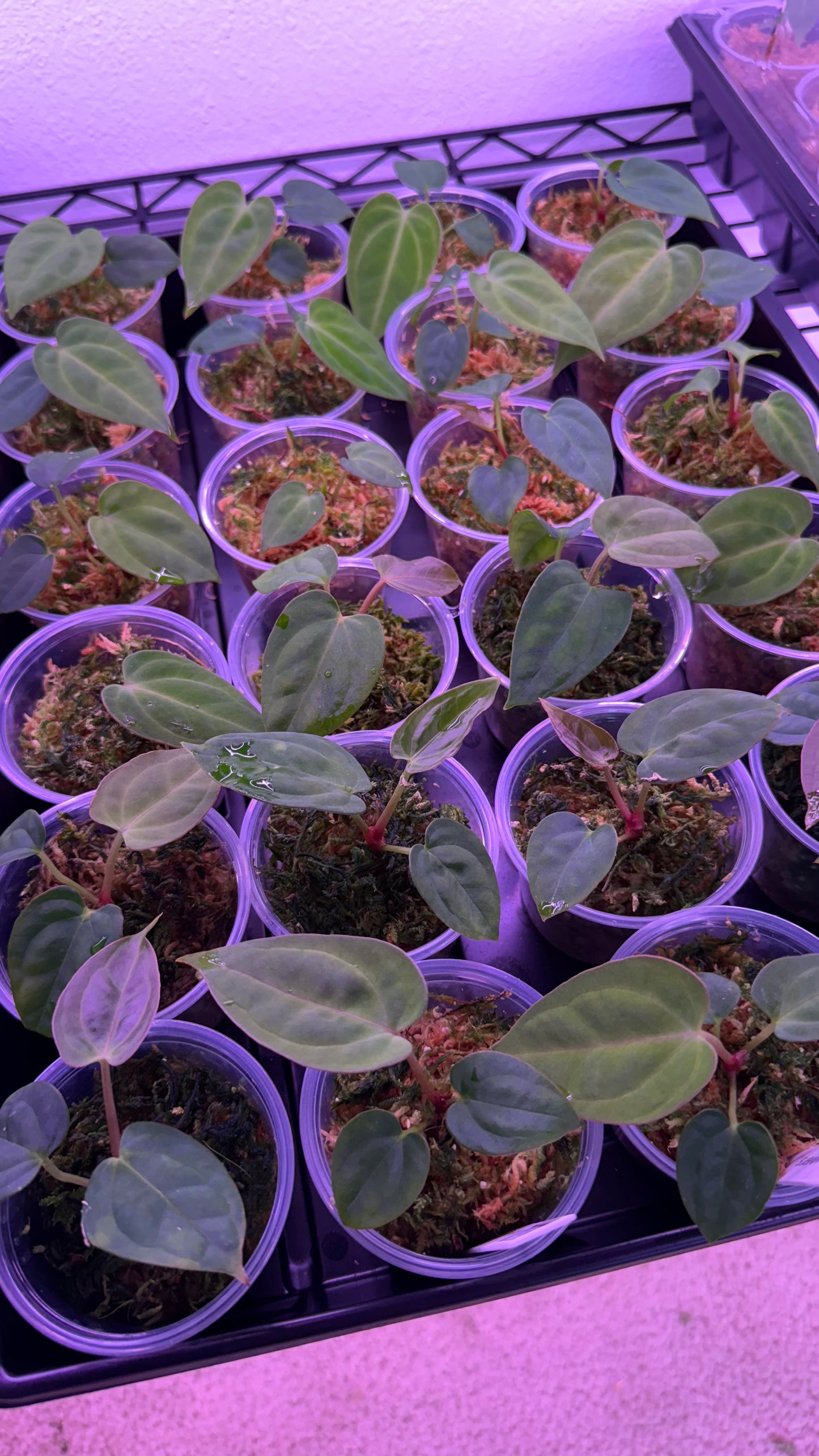 (Anthurium Carlablackiae X Anthurium Papillilaminum) F2 'Noire' X Scott Cohen Anthurium Antolakii Seedlings (3'' Pot Size)