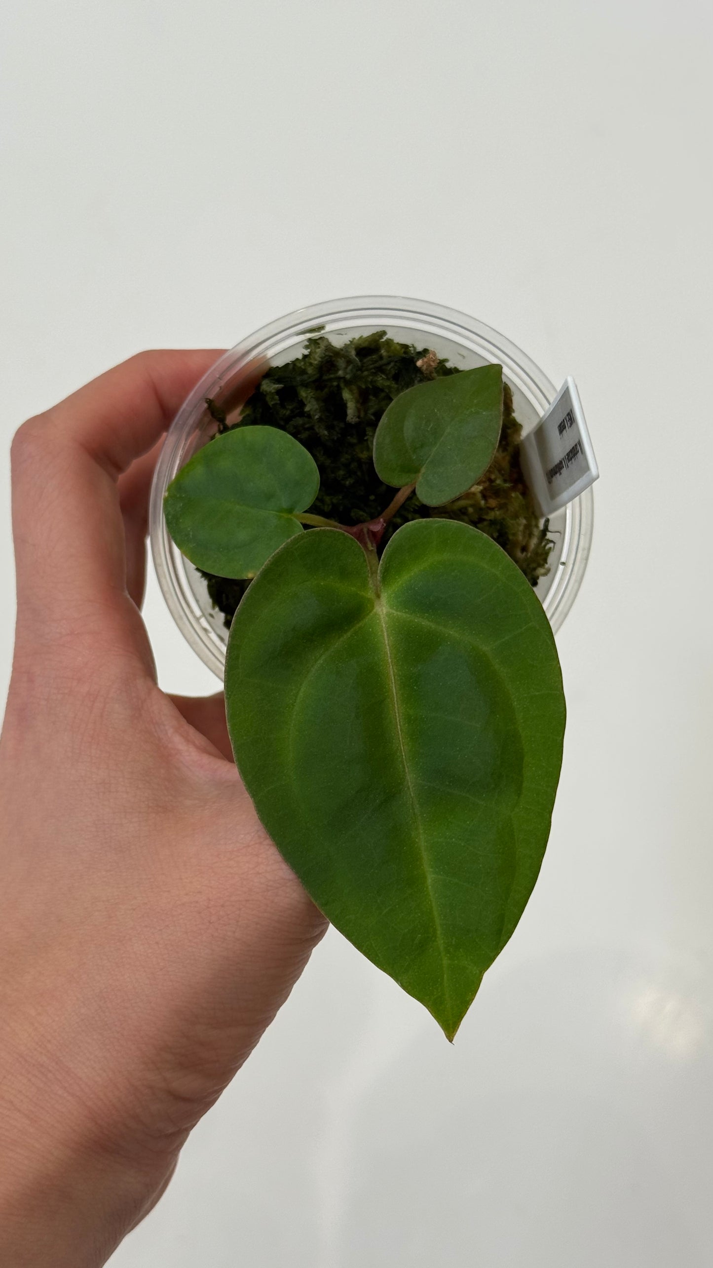 (Anthurium Carlablackiae X Anthurium Papillilaminum) F3 X NSE Anthurium Dressleri ONE-LEAF Seedlings