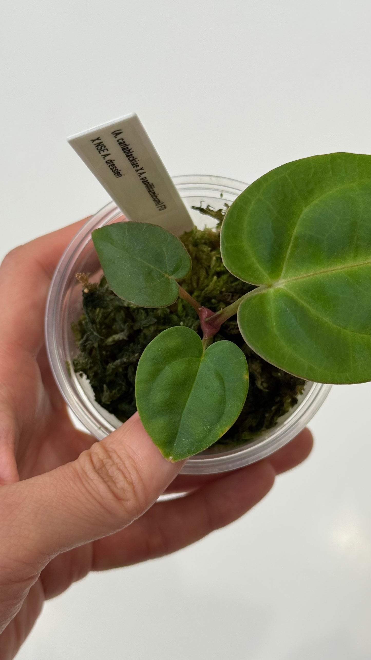 (Anthurium Carlablackiae X Anthurium Papillilaminum) F3 X NSE Anthurium Dressleri ONE-LEAF Seedlings