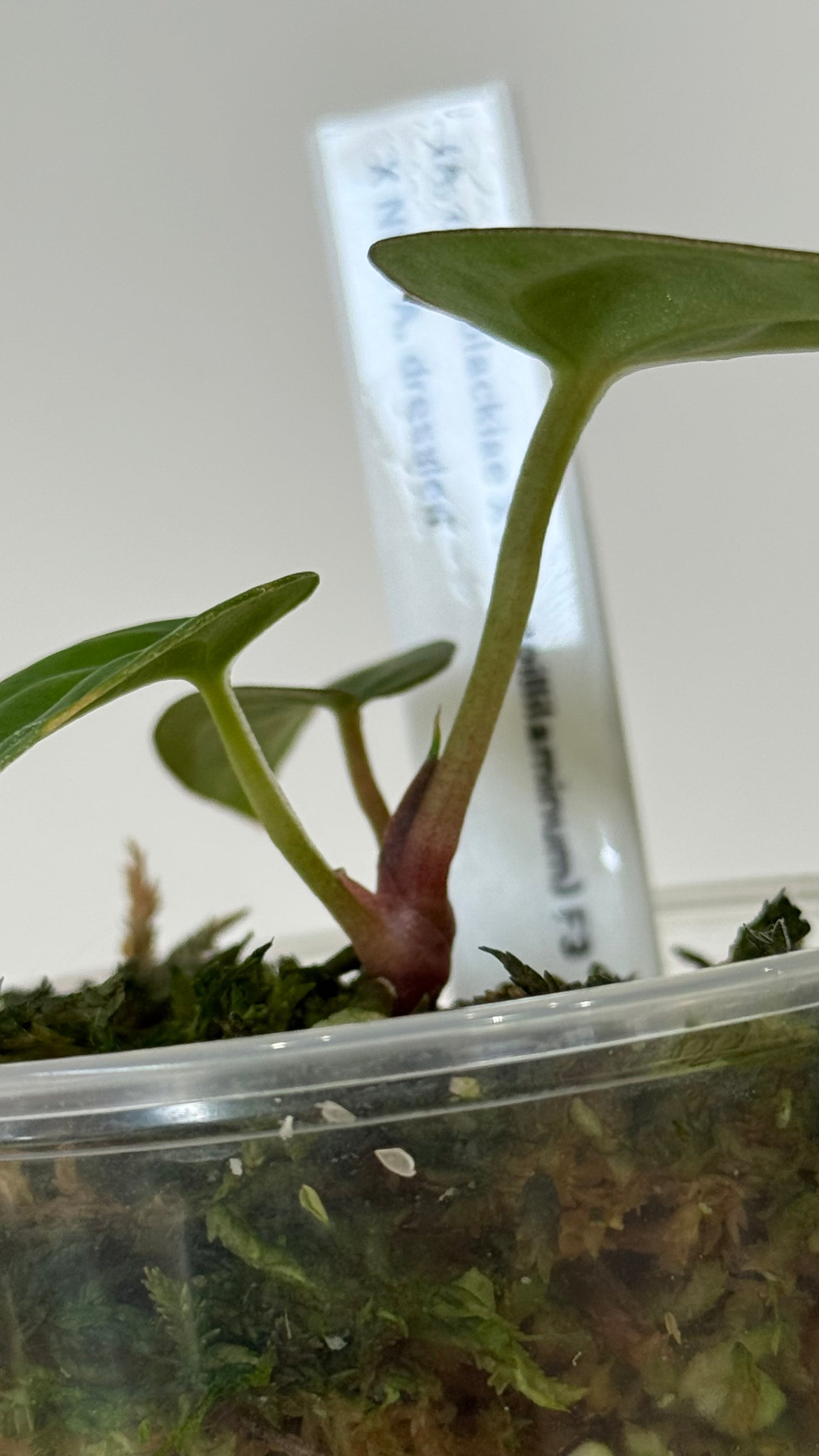 (Anthurium Carlablackiae X Anthurium Papillilaminum) F3 X NSE Anthurium Dressleri ONE-LEAF Seedlings
