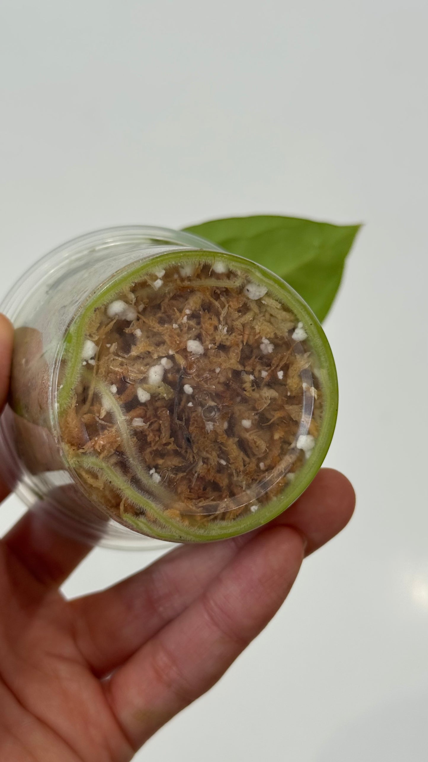 (Anthurium Carlablackiae X Anthurium Papillilaminum) F3 X NSE Anthurium Dressleri ONE-LEAF Seedlings