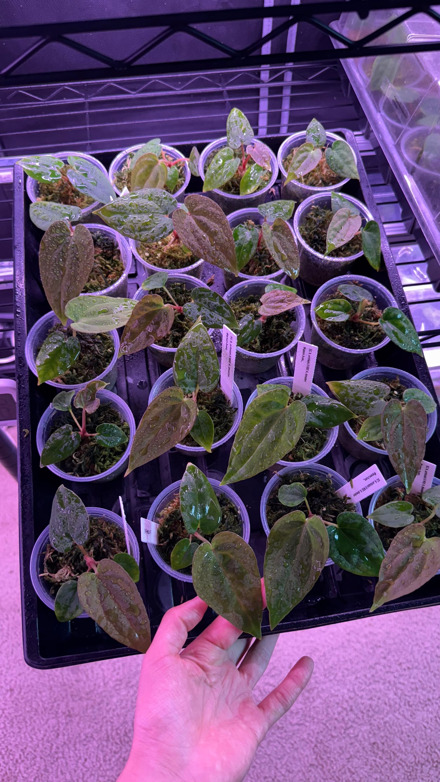 SC Anthurium Antolakii X NSE Anthurium Dressleri Seedlings (3'' Pot Size)