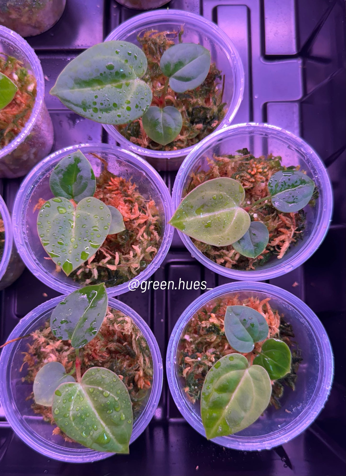 Anthurium (Carlablackiae X Anthurium Papillilaminum) F3 X Anthurium Crystallinum THREE-LEAF Seedlings