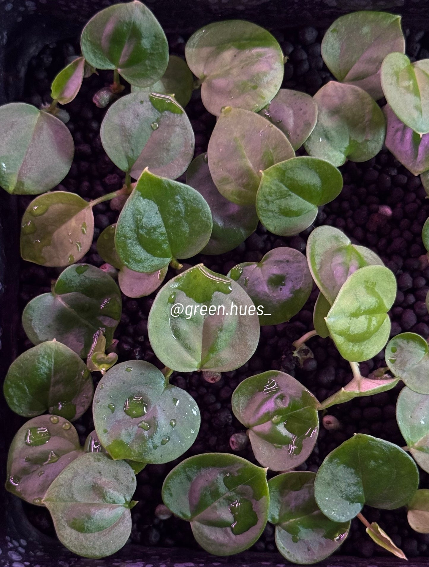 (Tezula Anthurium Red Crystallinum X Anthurium Luxurians) X Anthurium Forgetii ONE-LEAF Seedlings