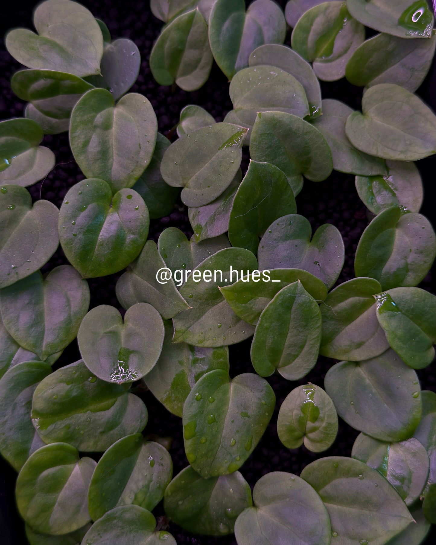 NSE Anthurium carlablackiae X NSE Anthurium dressleri ONE-LEAF Seedlings