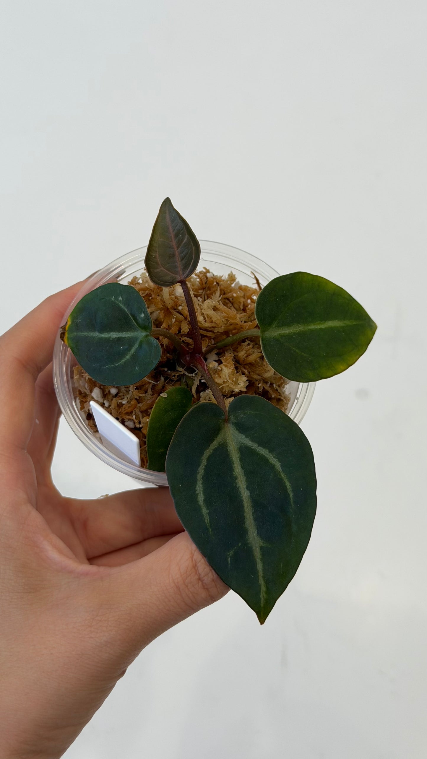 NSE Anthurium Carlablackiae X Tezula Anthurium Red Crystallinum Seedlings (3'' Pot Size)