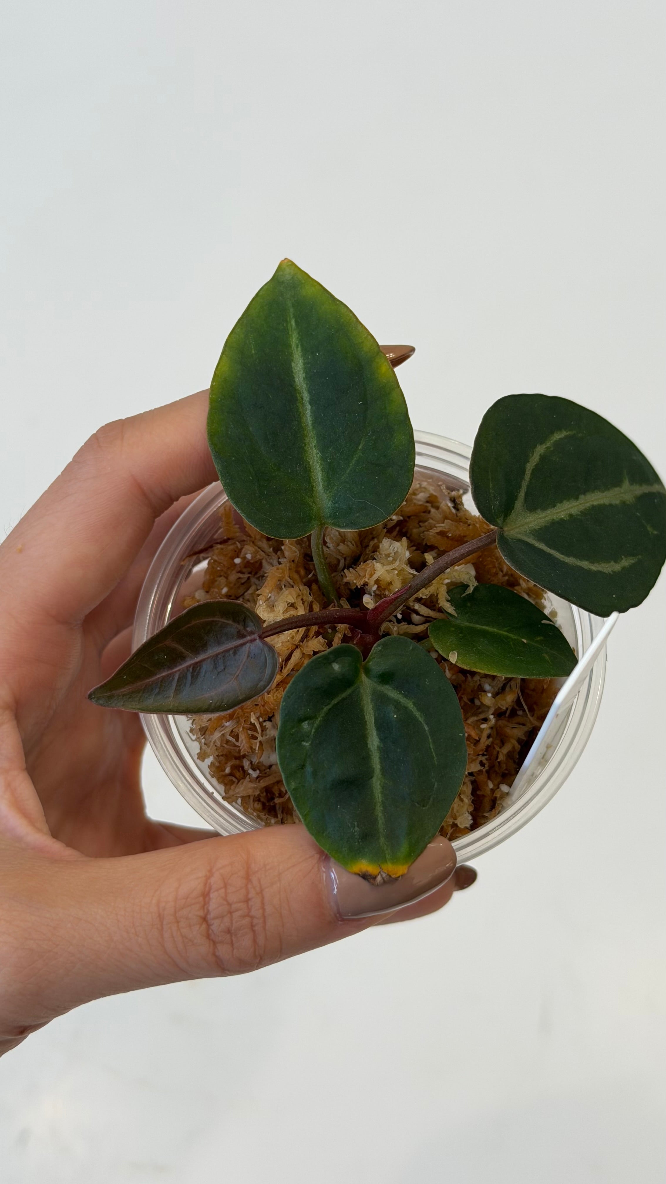 NSE Anthurium Carlablackiae X Tezula Anthurium Red Crystallinum