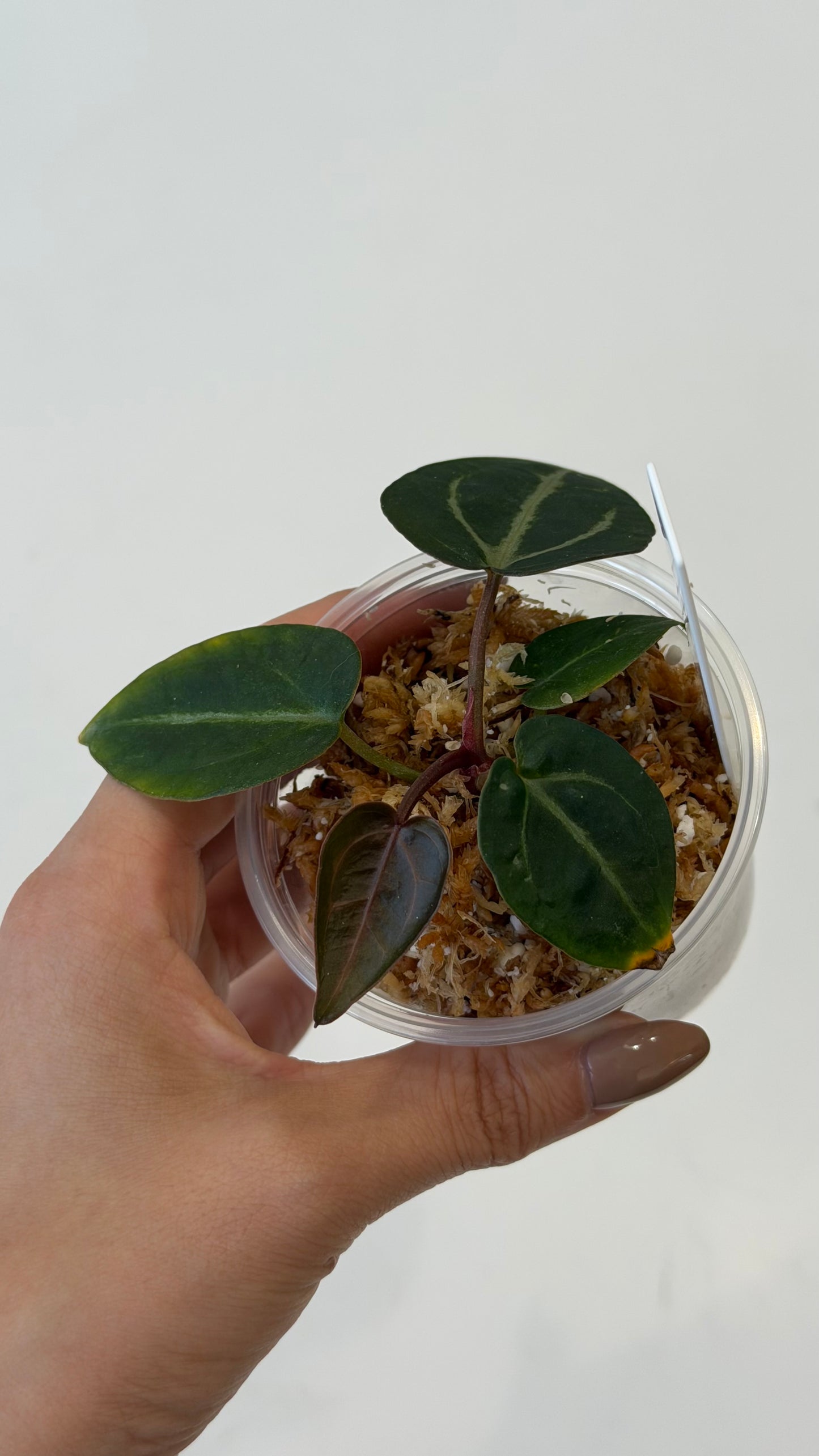 NSE Anthurium Carlablackiae X Tezula Anthurium Red Crystallinum Seedlings (3'' Pot Size)