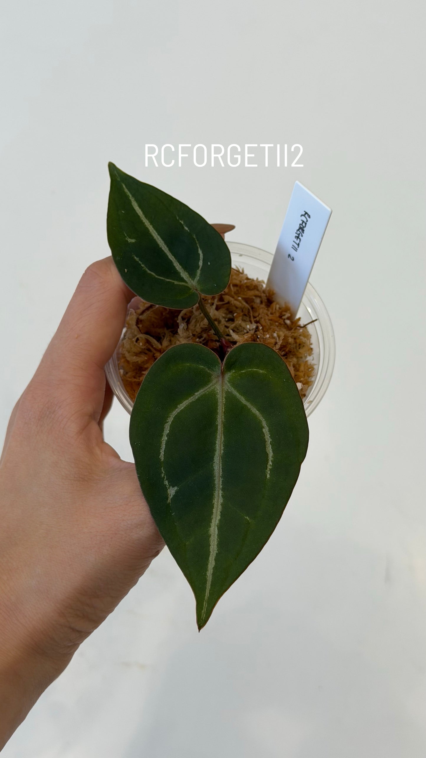 Tezula Anthurium Red Crystallinum X Anthurium Forgetii Seedlings (3'' Size)